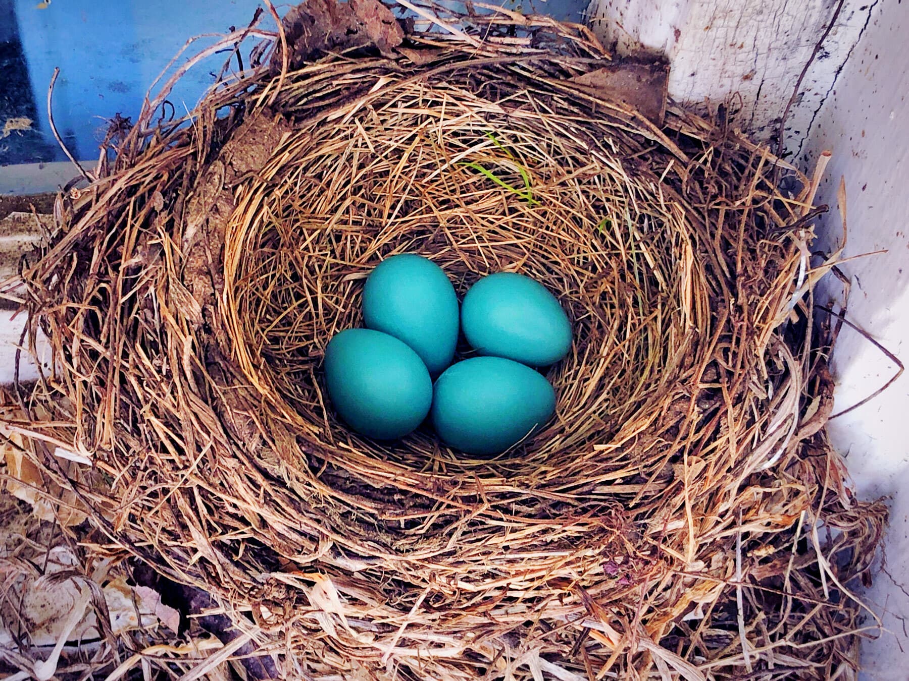 Vivid sky-blue American Robin eggs in a mud-lined nest