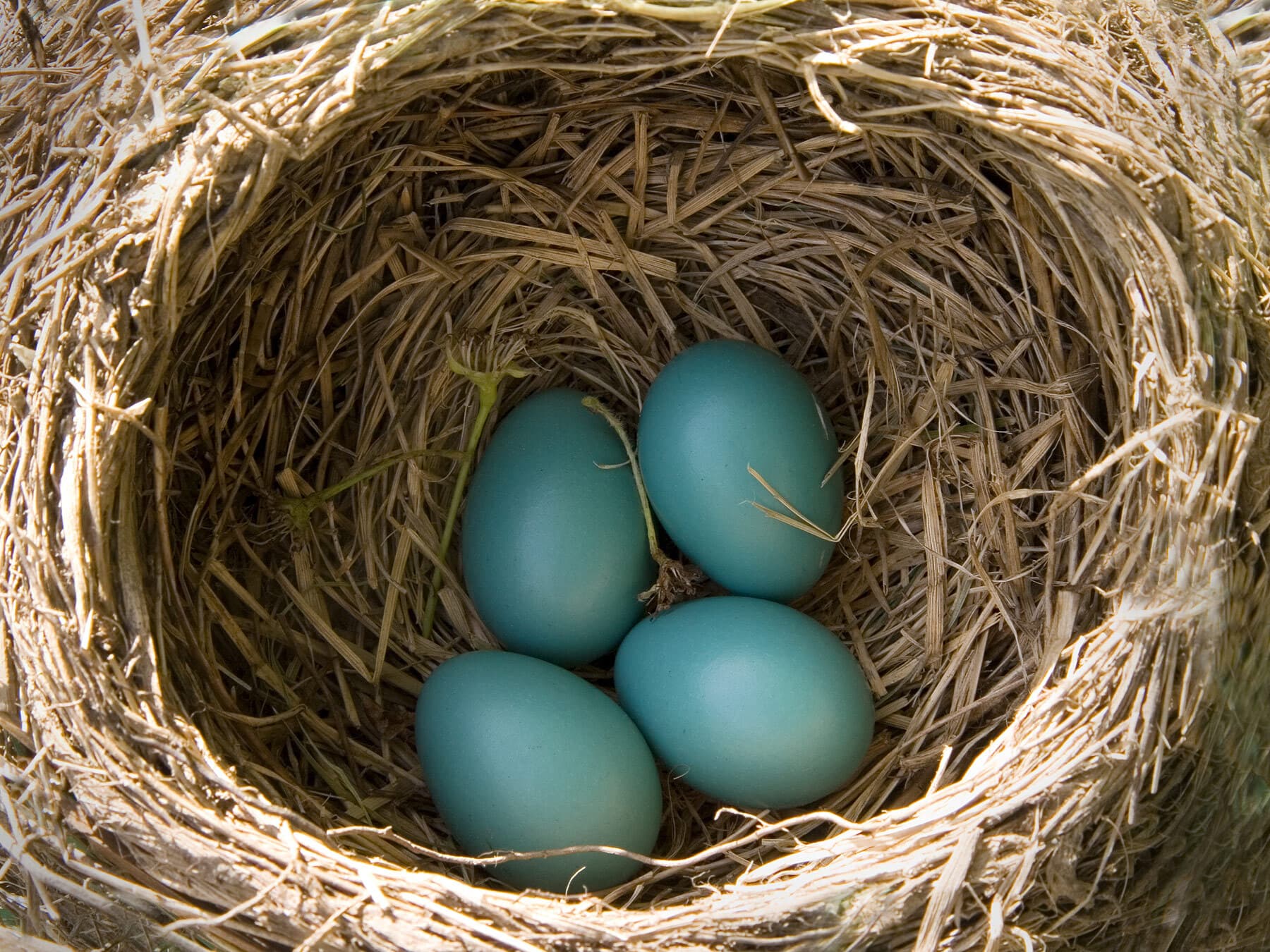 American robin eggs