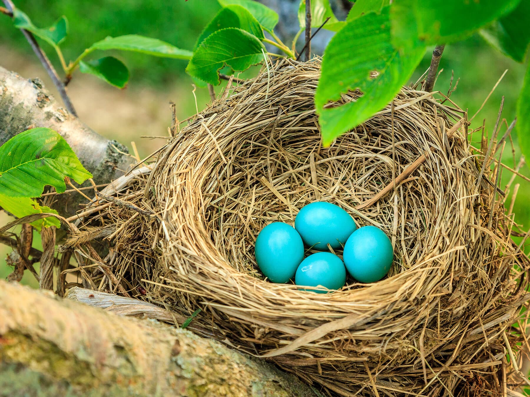 American robin eggs