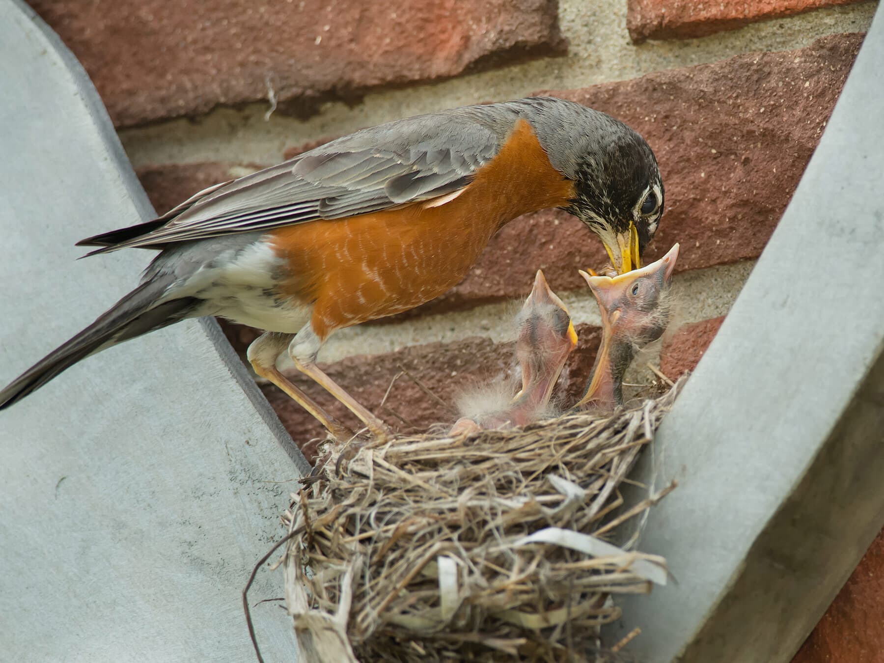 American robin feeding chicks 1