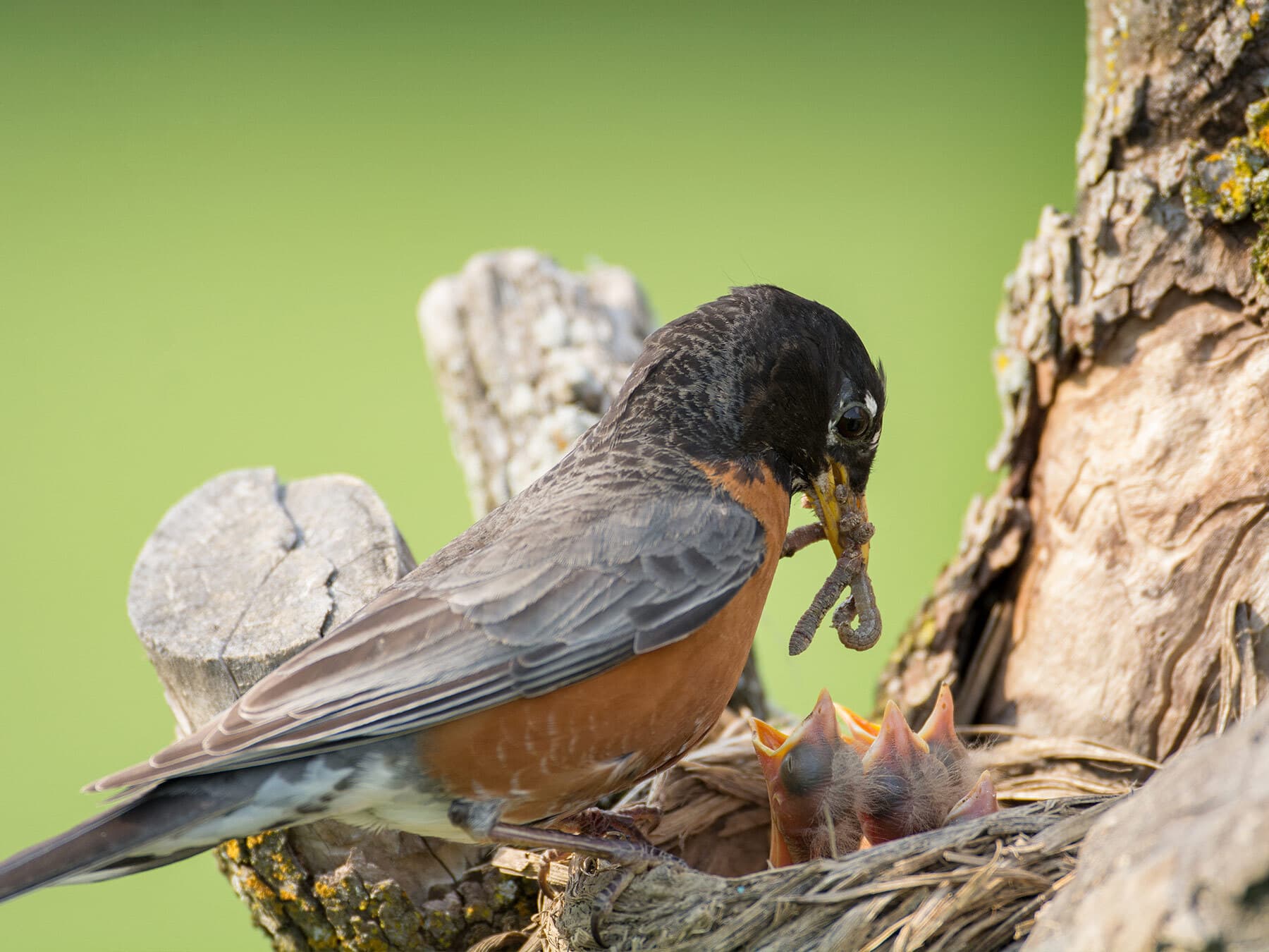 American robin feeding chicks