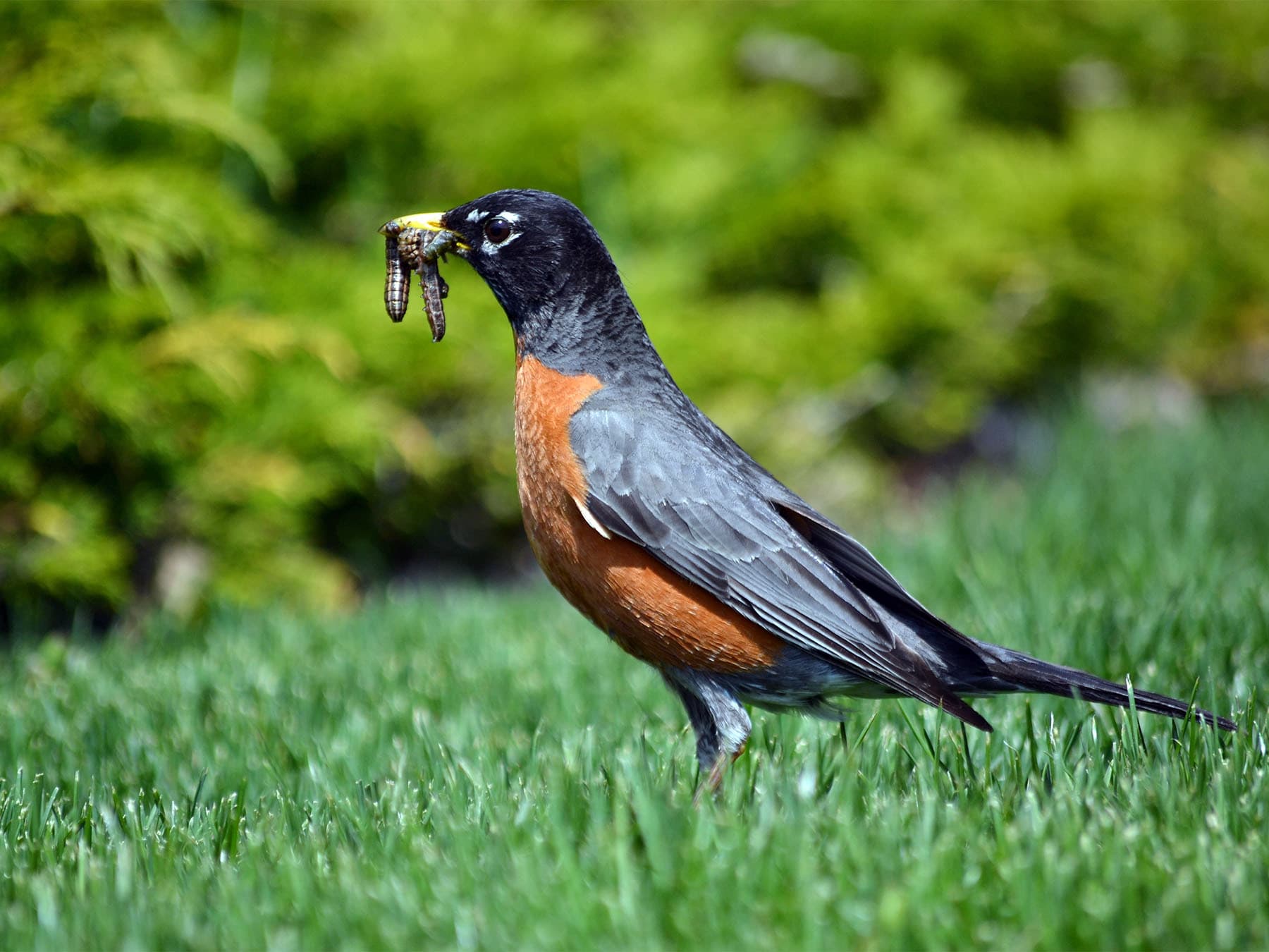 American robin feeding on worms