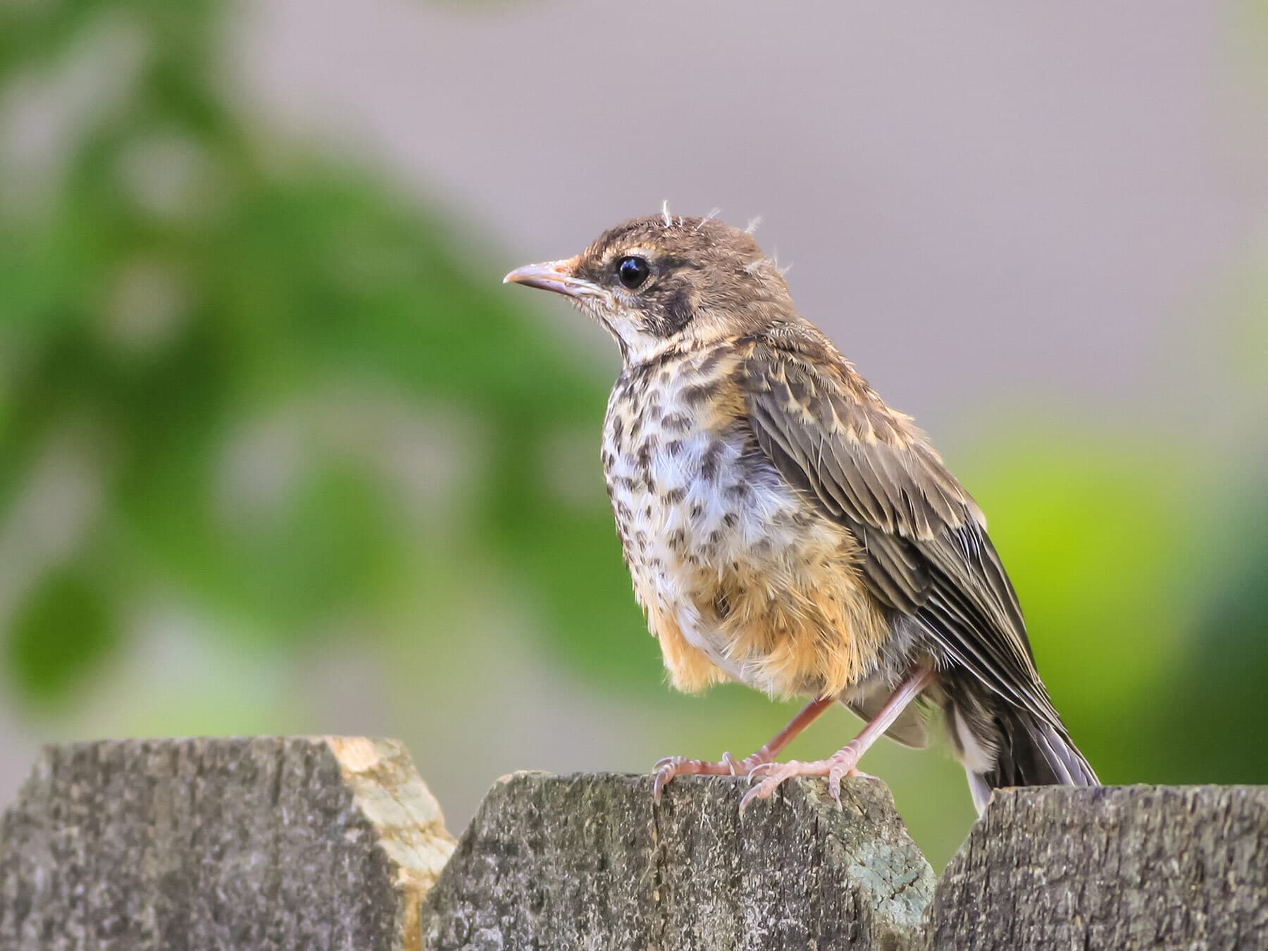 American robin fledgling