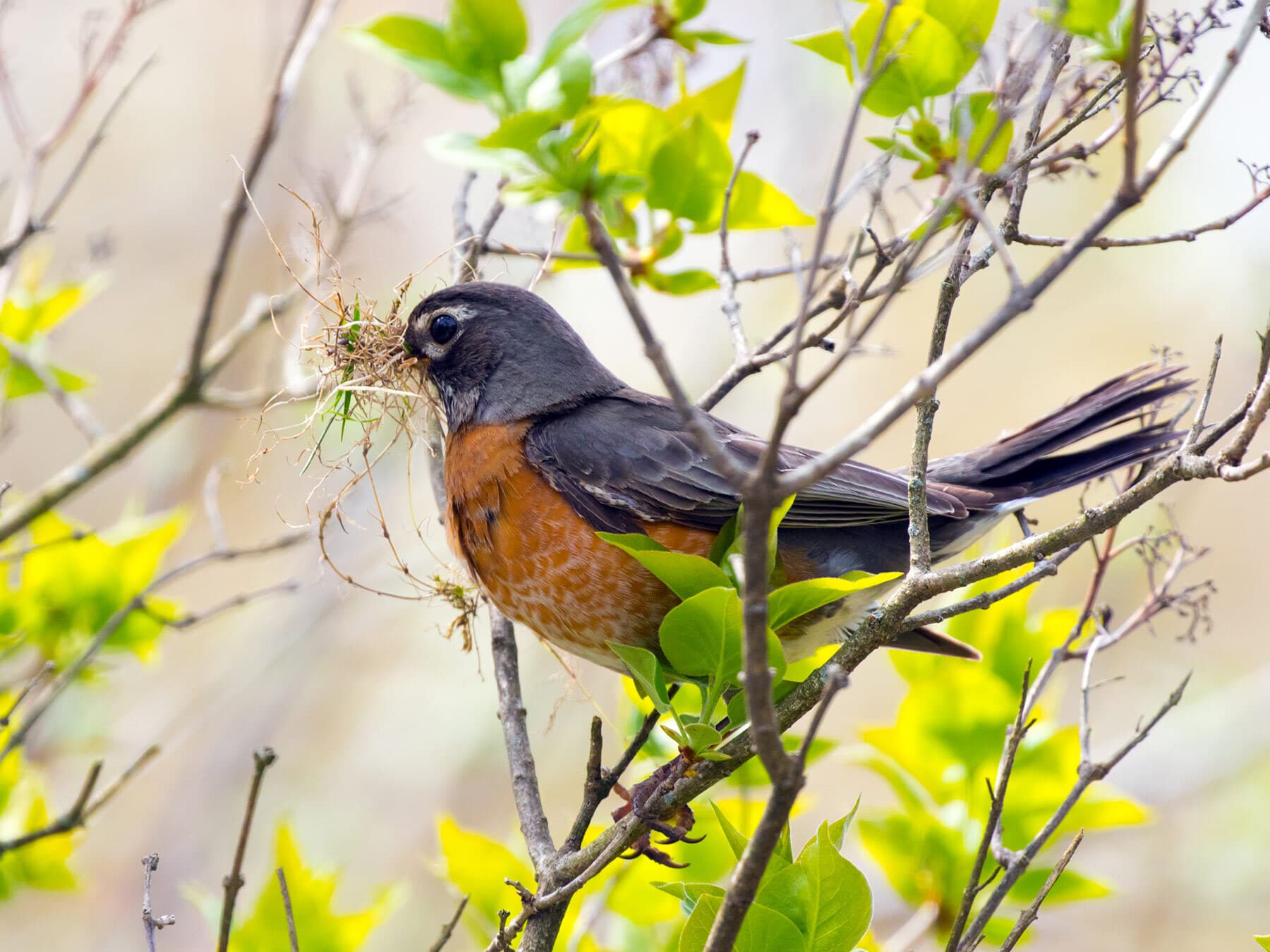American robin gathering nesting material