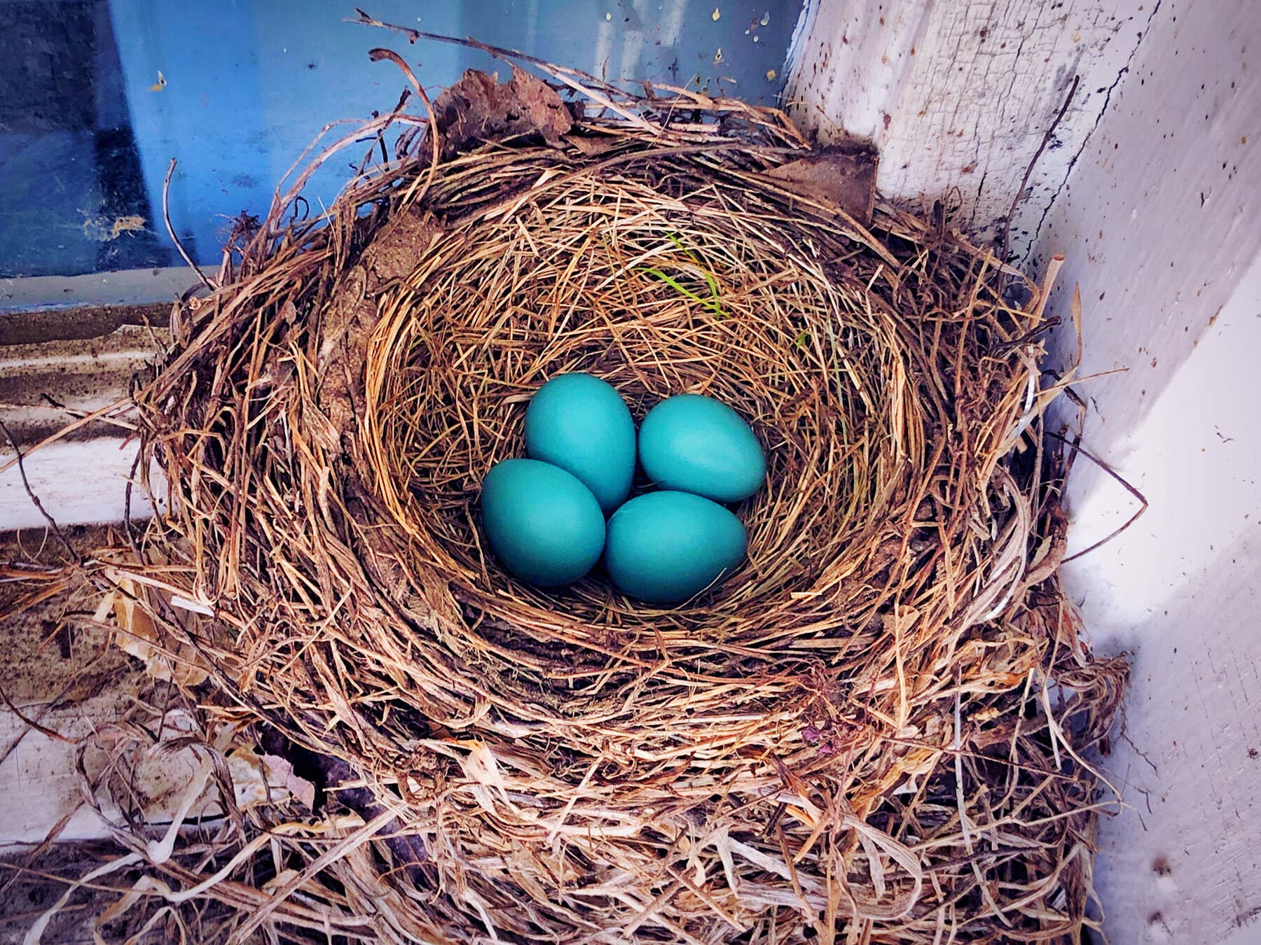 American robin nest close up