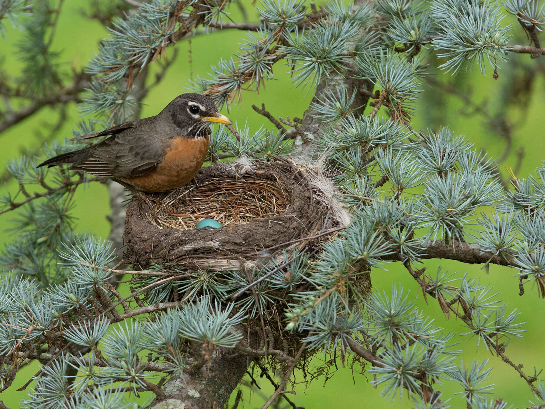 American robin nest