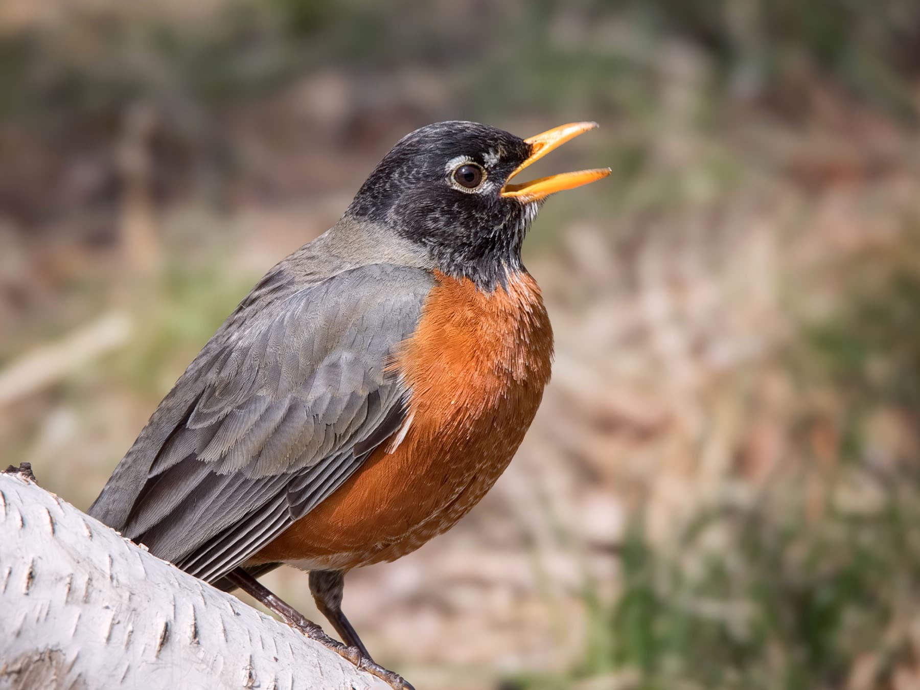 American Robin sitting on a branch singing