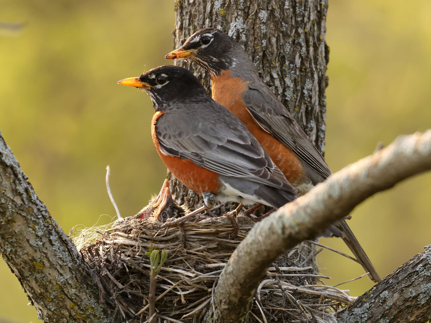 American Robin pair at their nest
