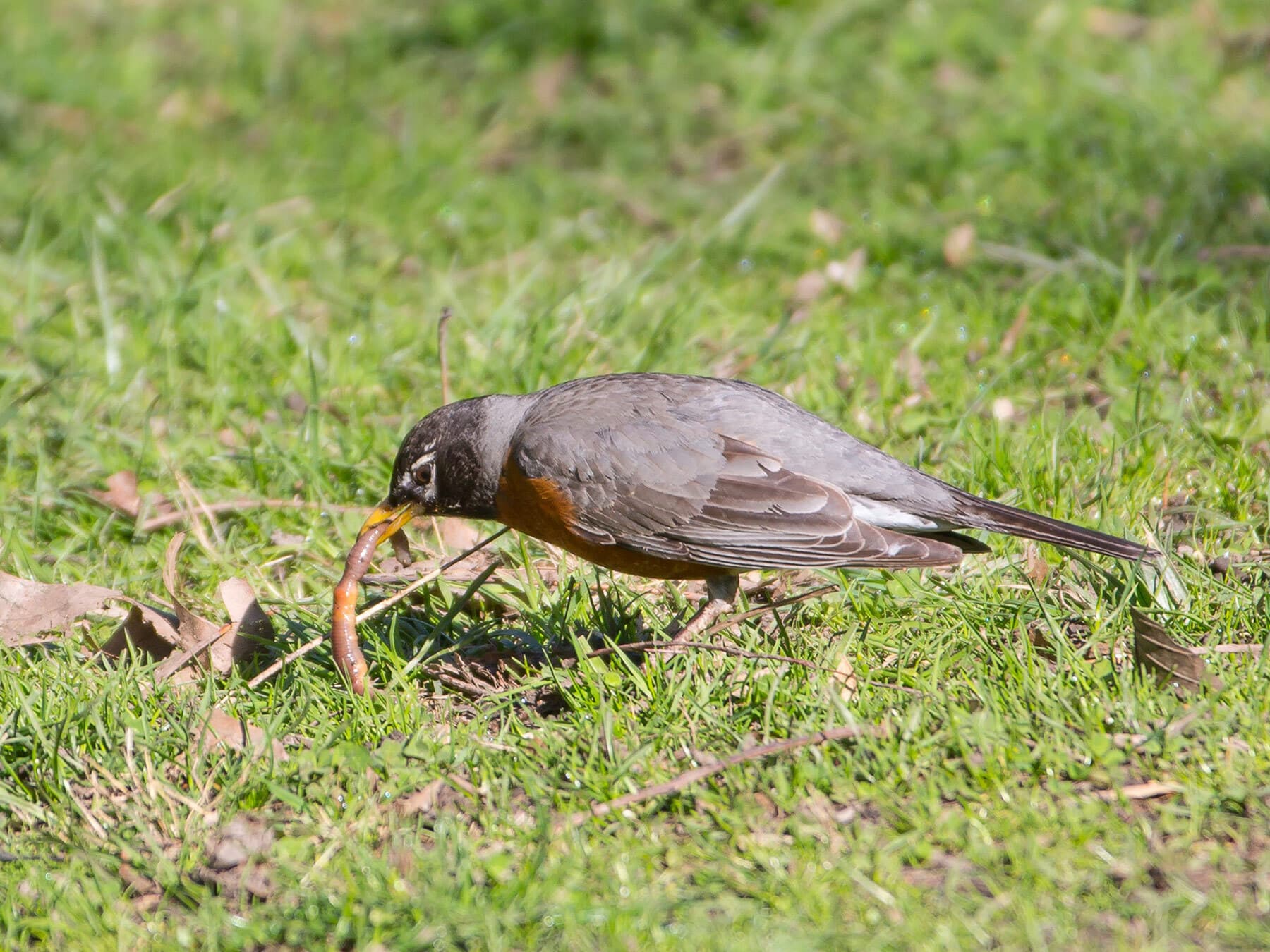 American robin pulling worm