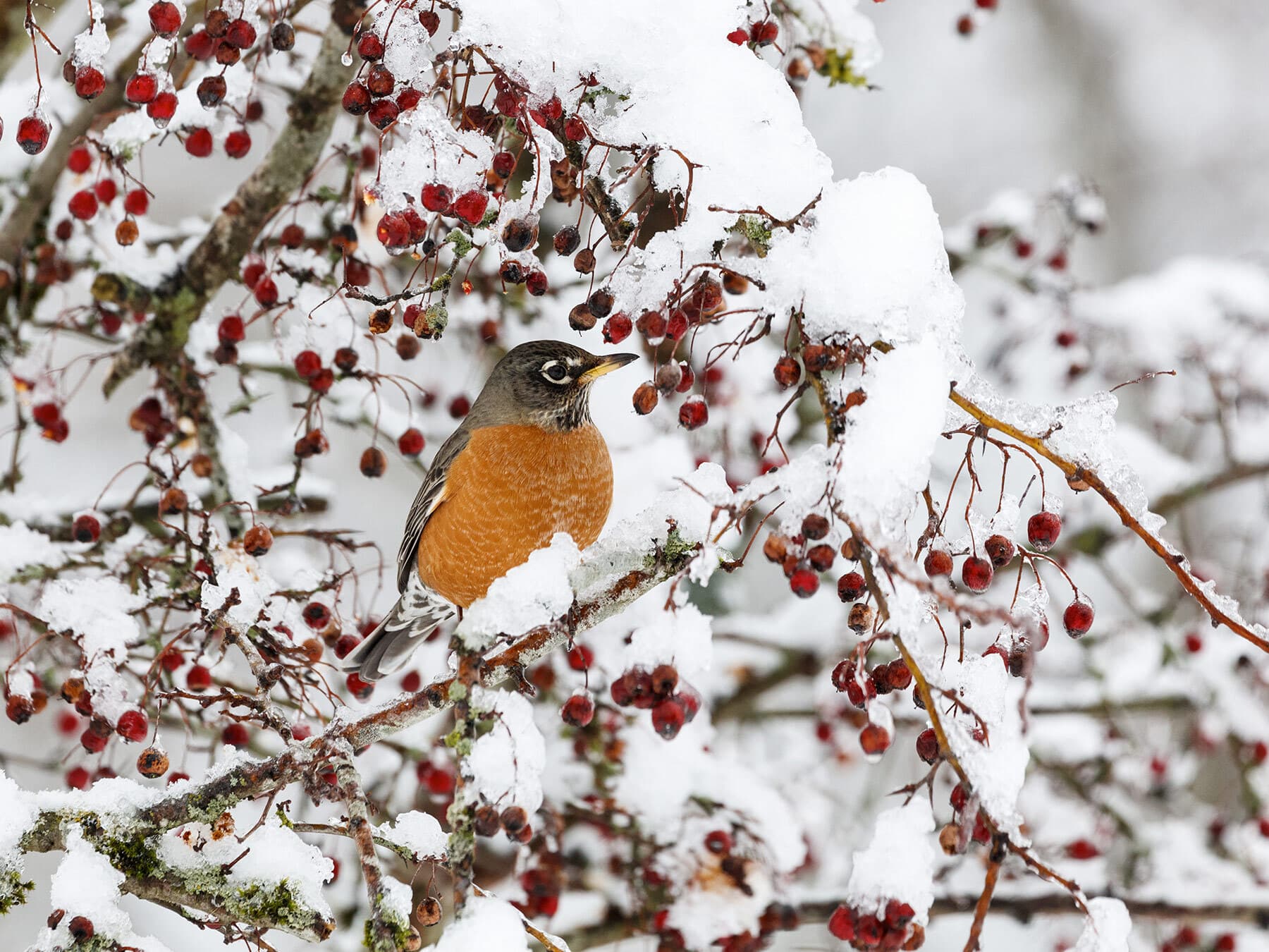 An American Robin among red berries in snow
