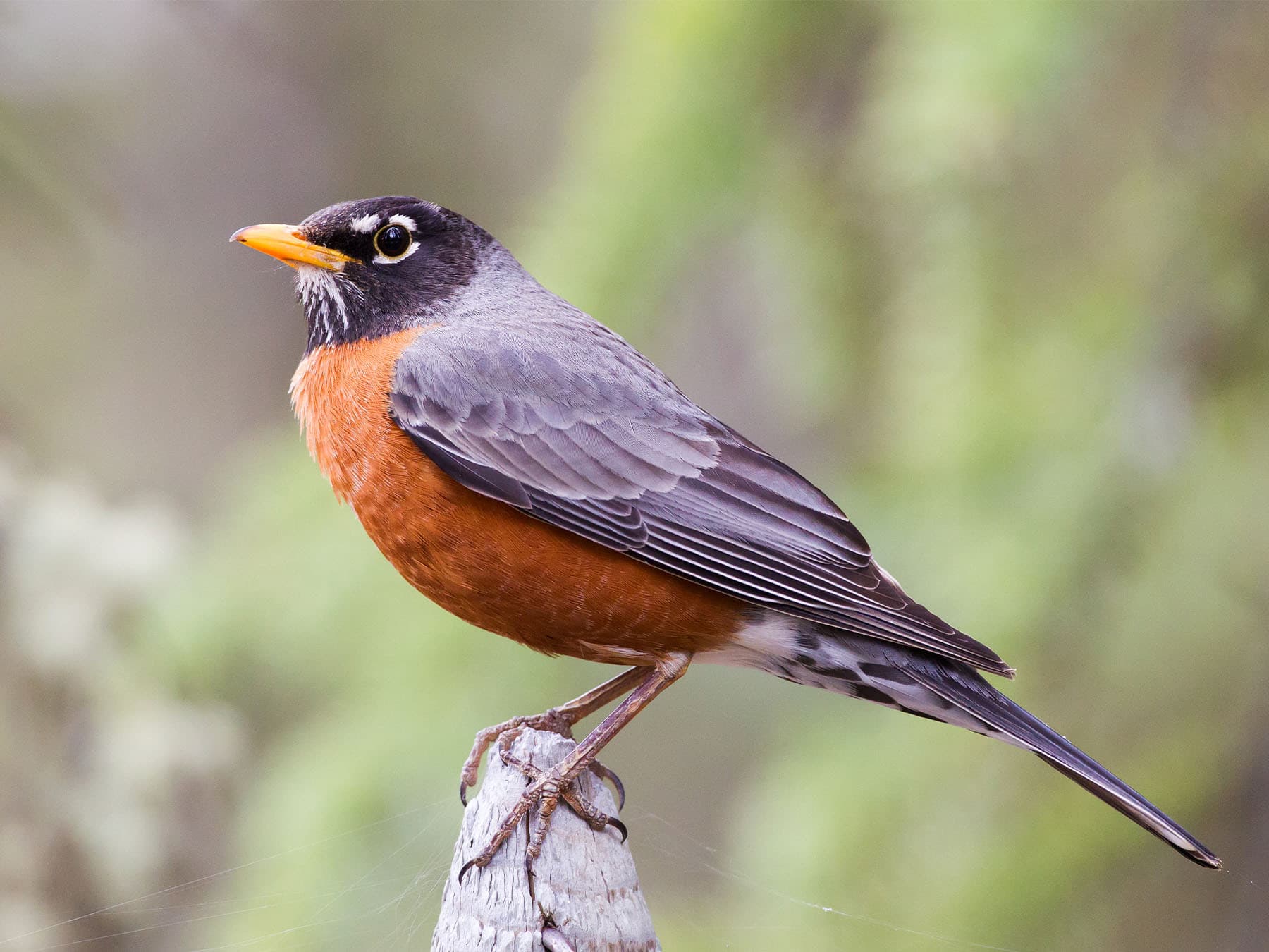 American Robin