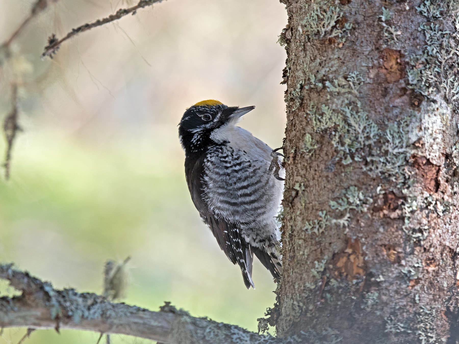 American three-toed woodpecker foraging on a balsam fir tree