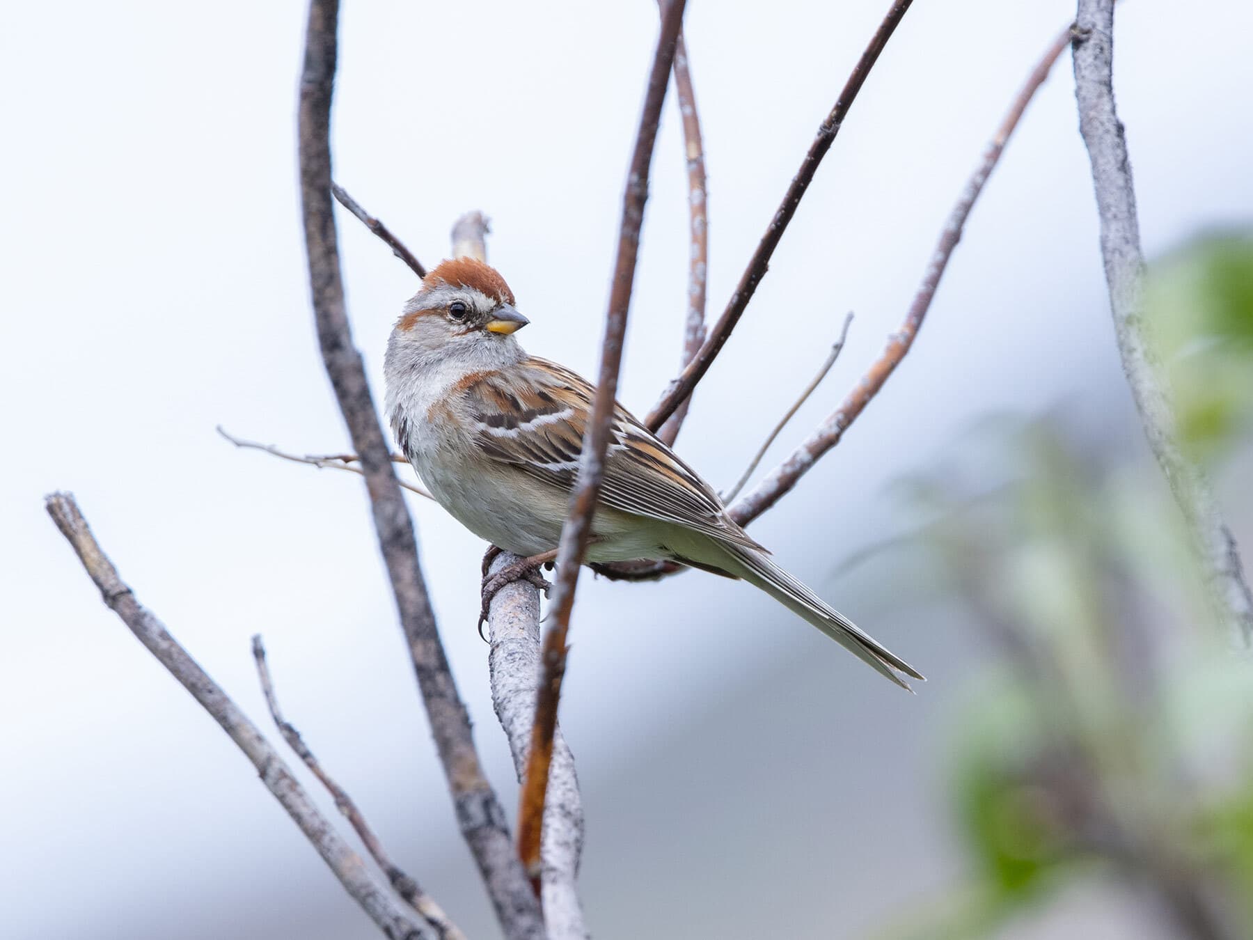 American tree sparrow in tree