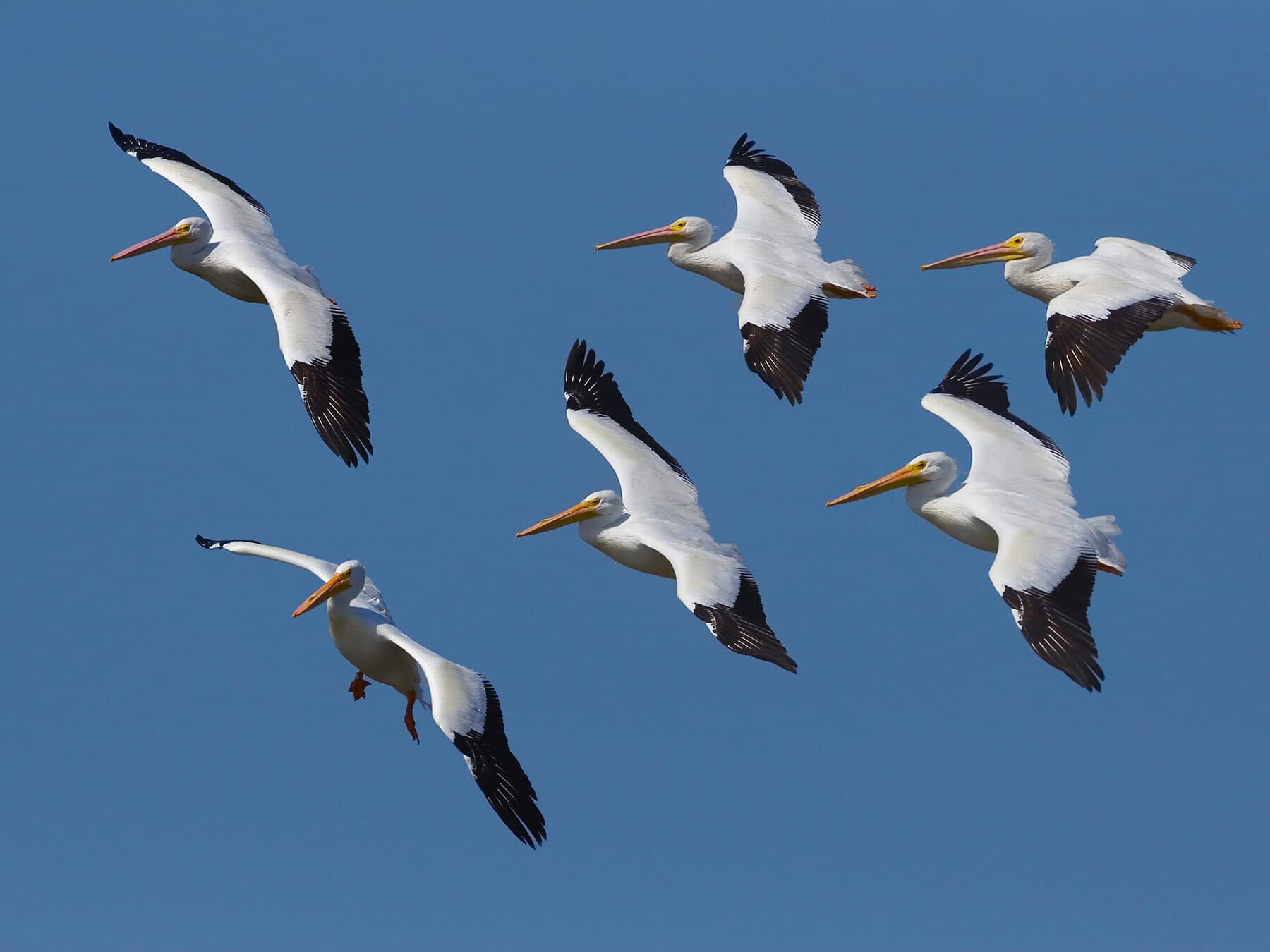 American white pelicans migrating