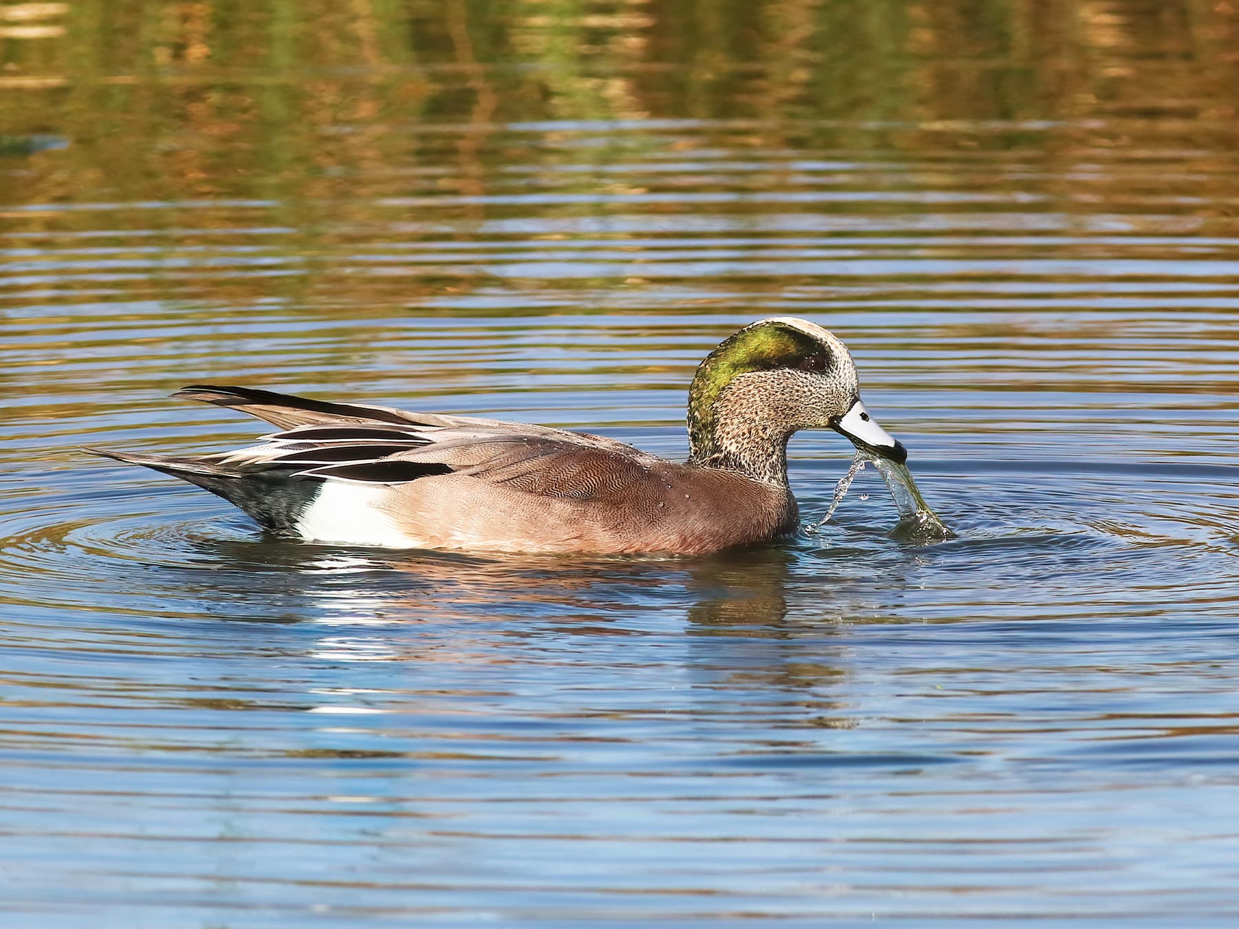 American wigeon duck in pond feeding on aquatic plants