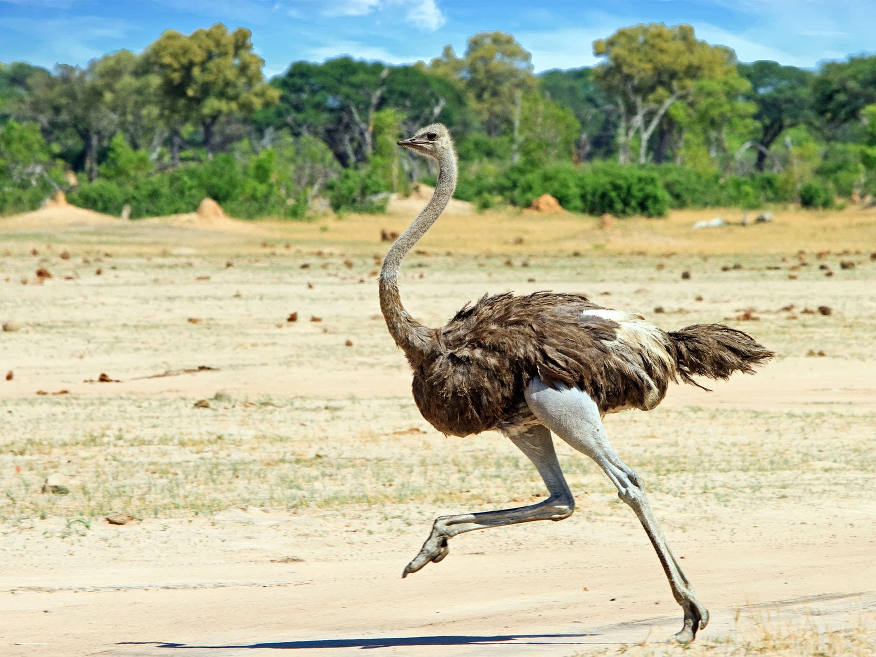 Anatomy and Physiology