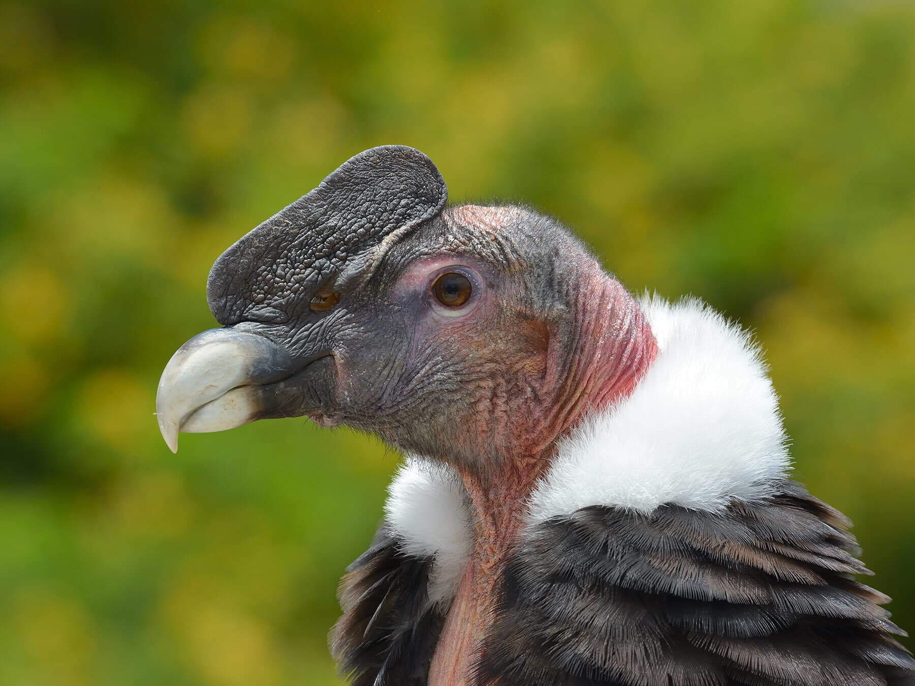 Andean condor close up