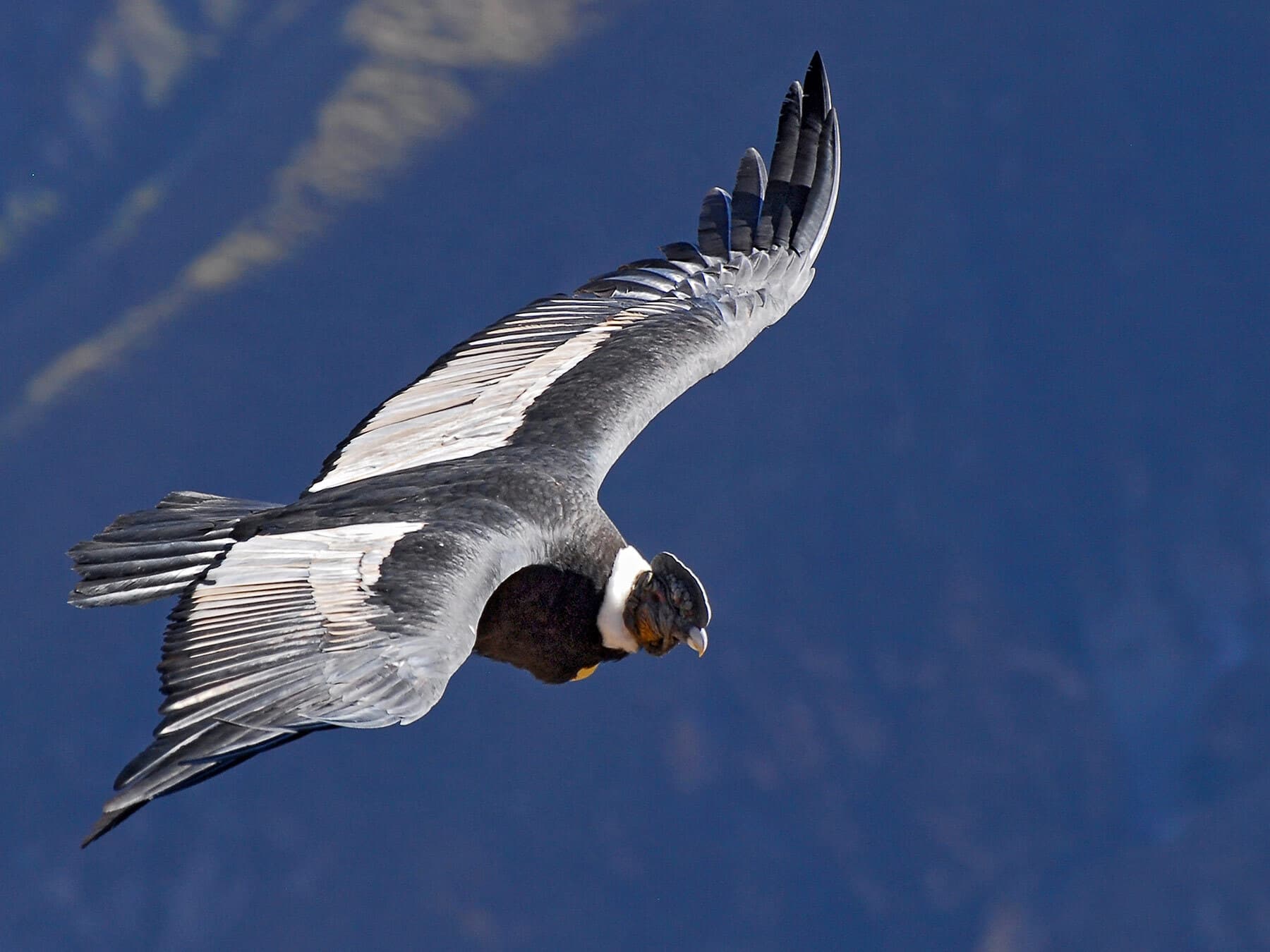 Andean condor soaring