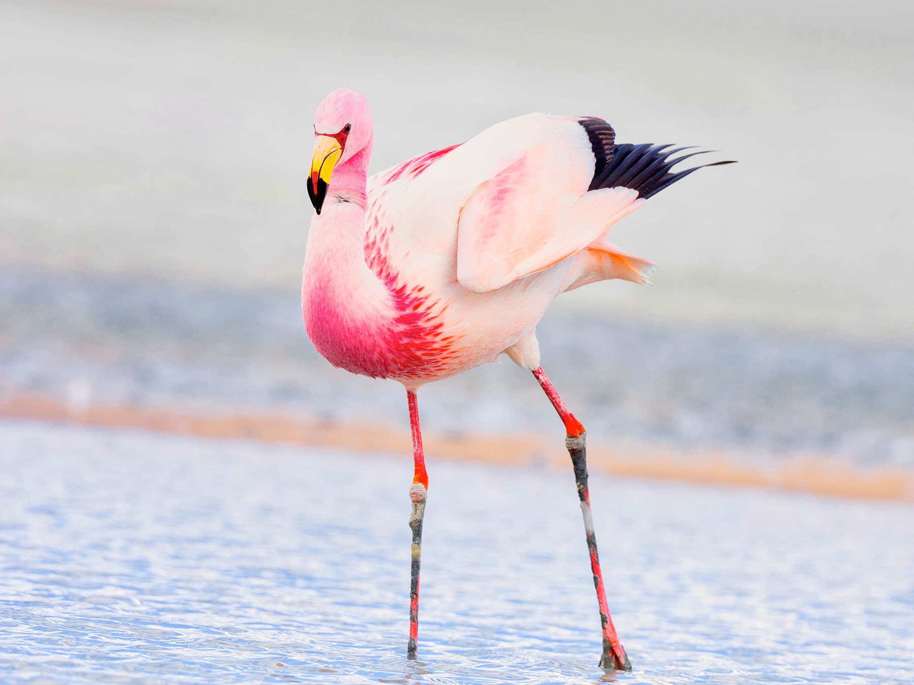 Andean flamingo close