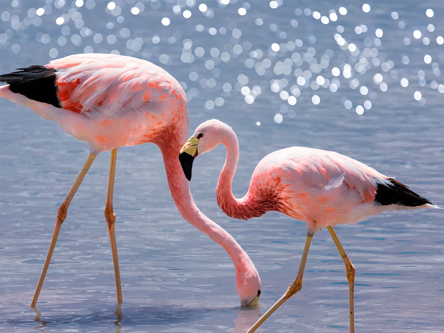Andean flamingos feeding in salt lake