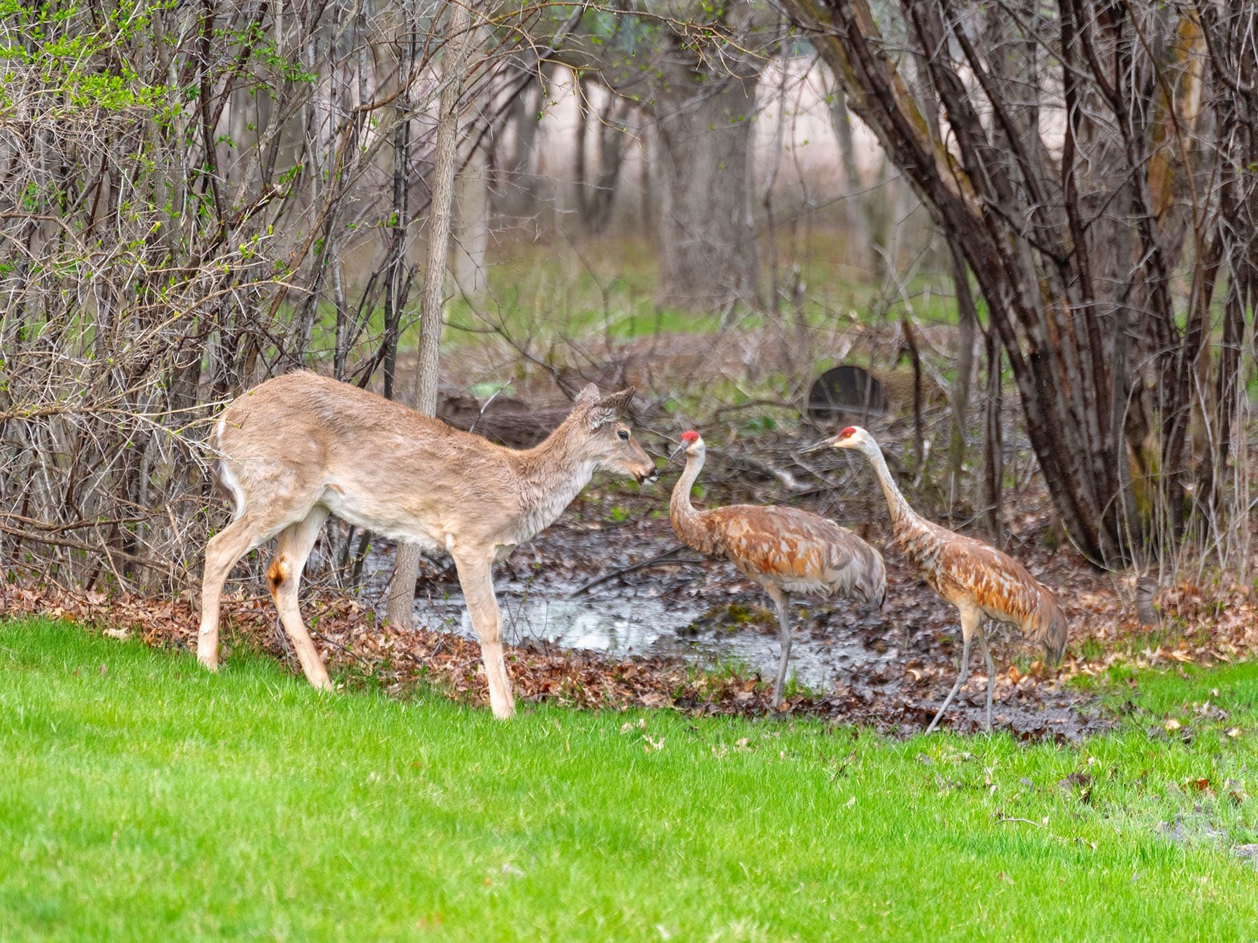 Angry sandhill cranes deer stand off