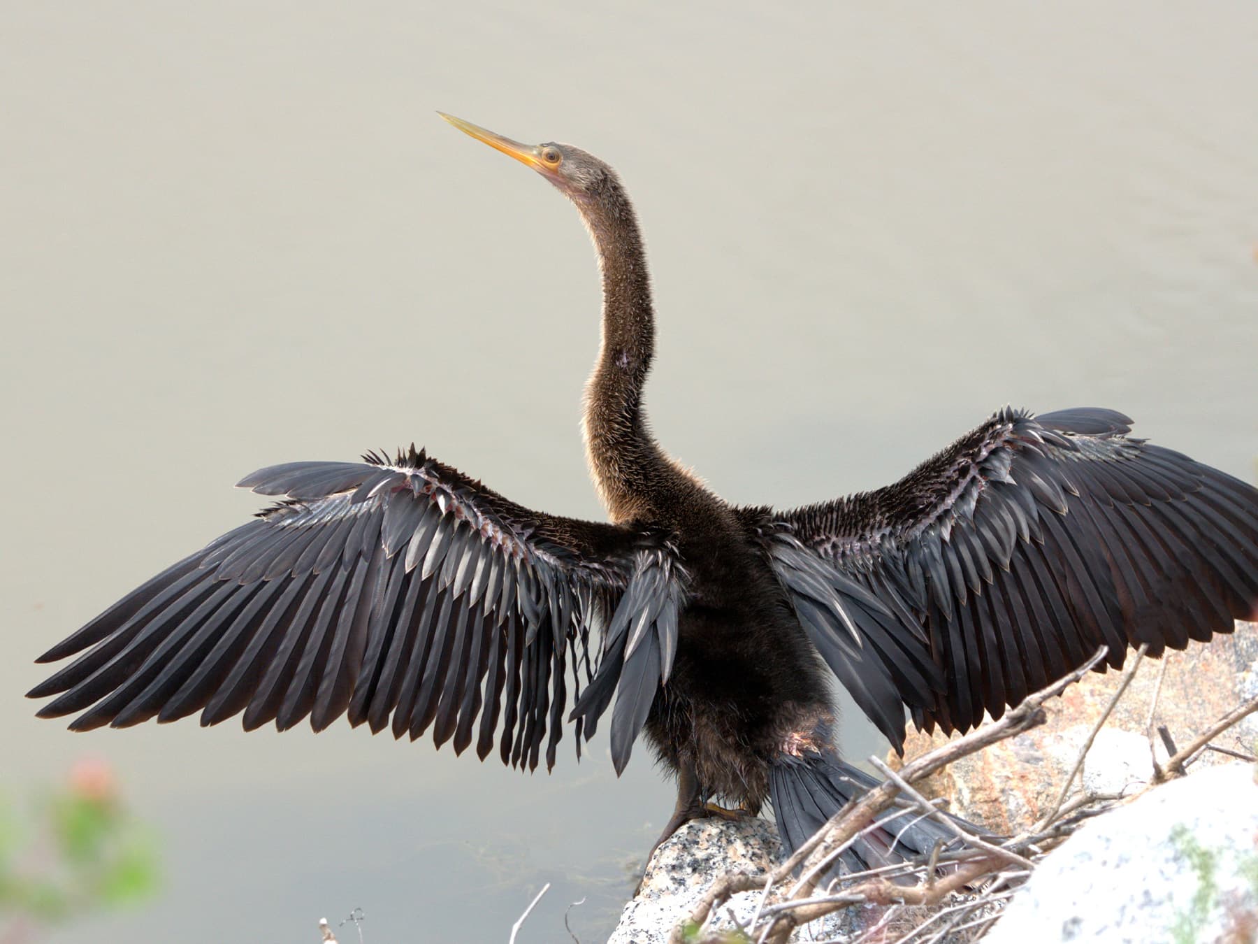 Anhinga drying its wings