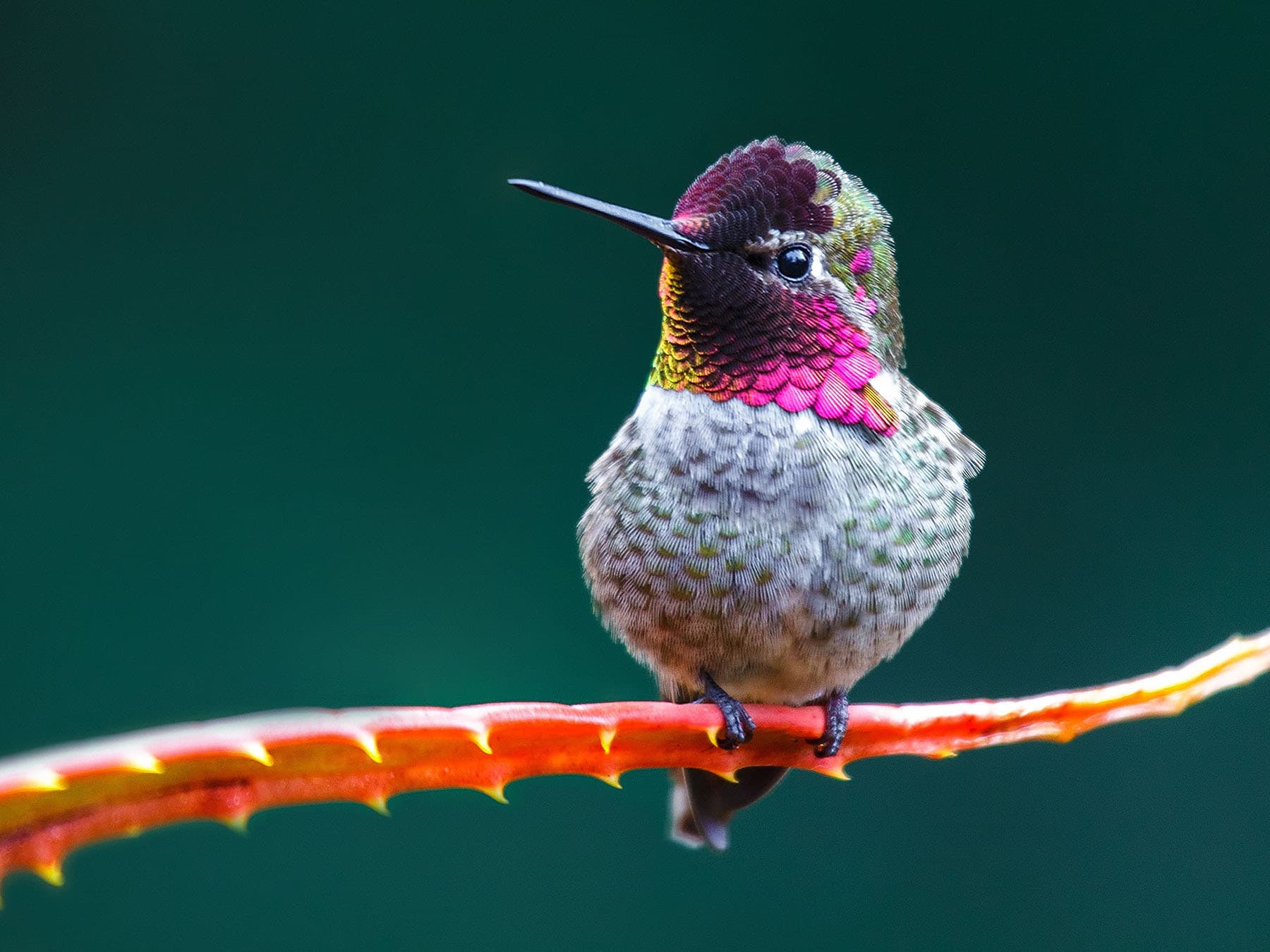 Annas hummingbird perched