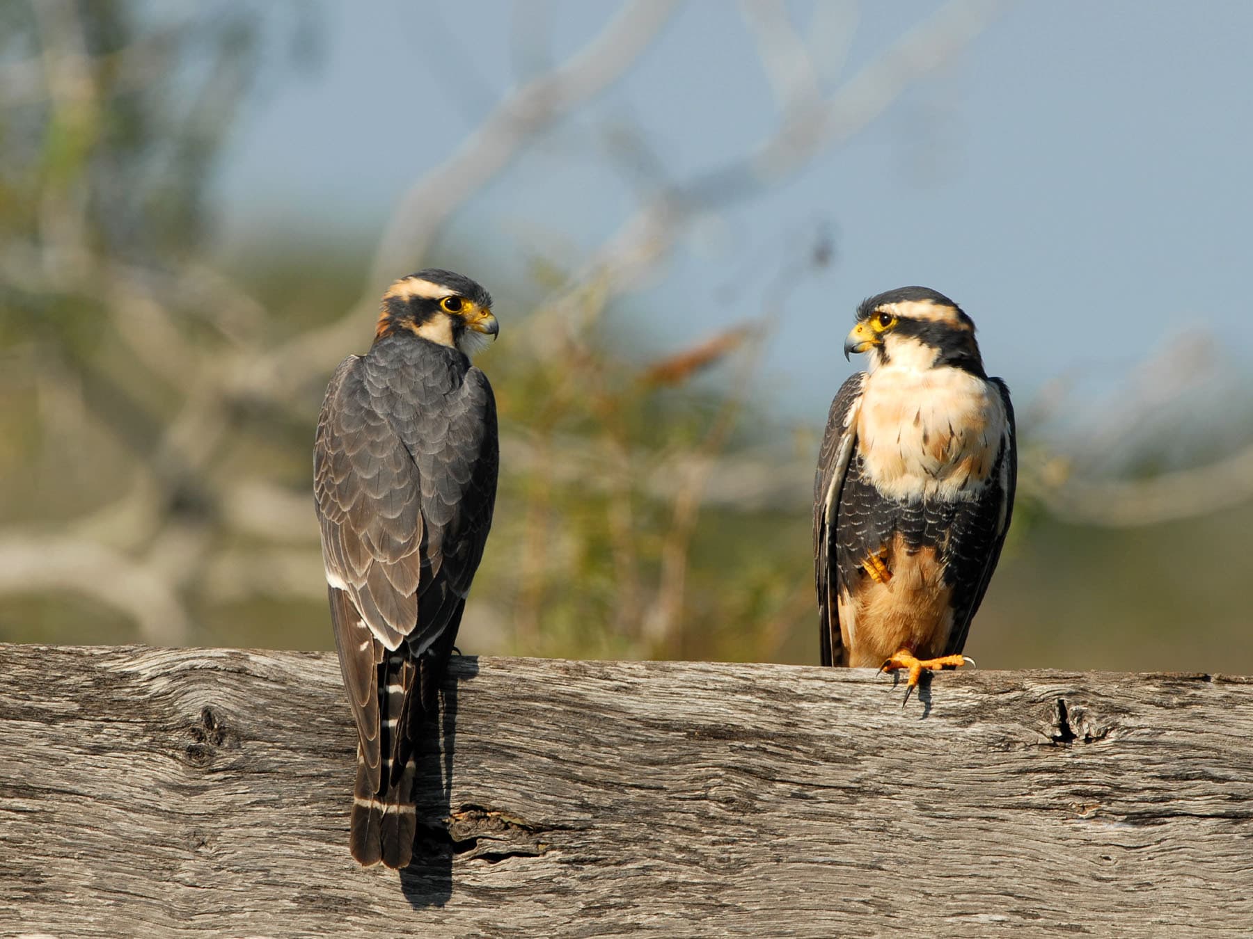 Aplomado falcons pair
