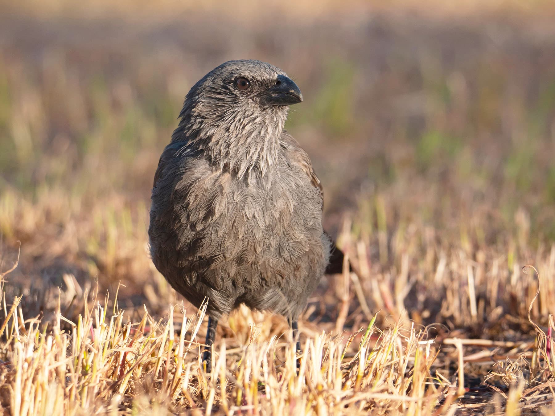 Apostlebird in natural habitat