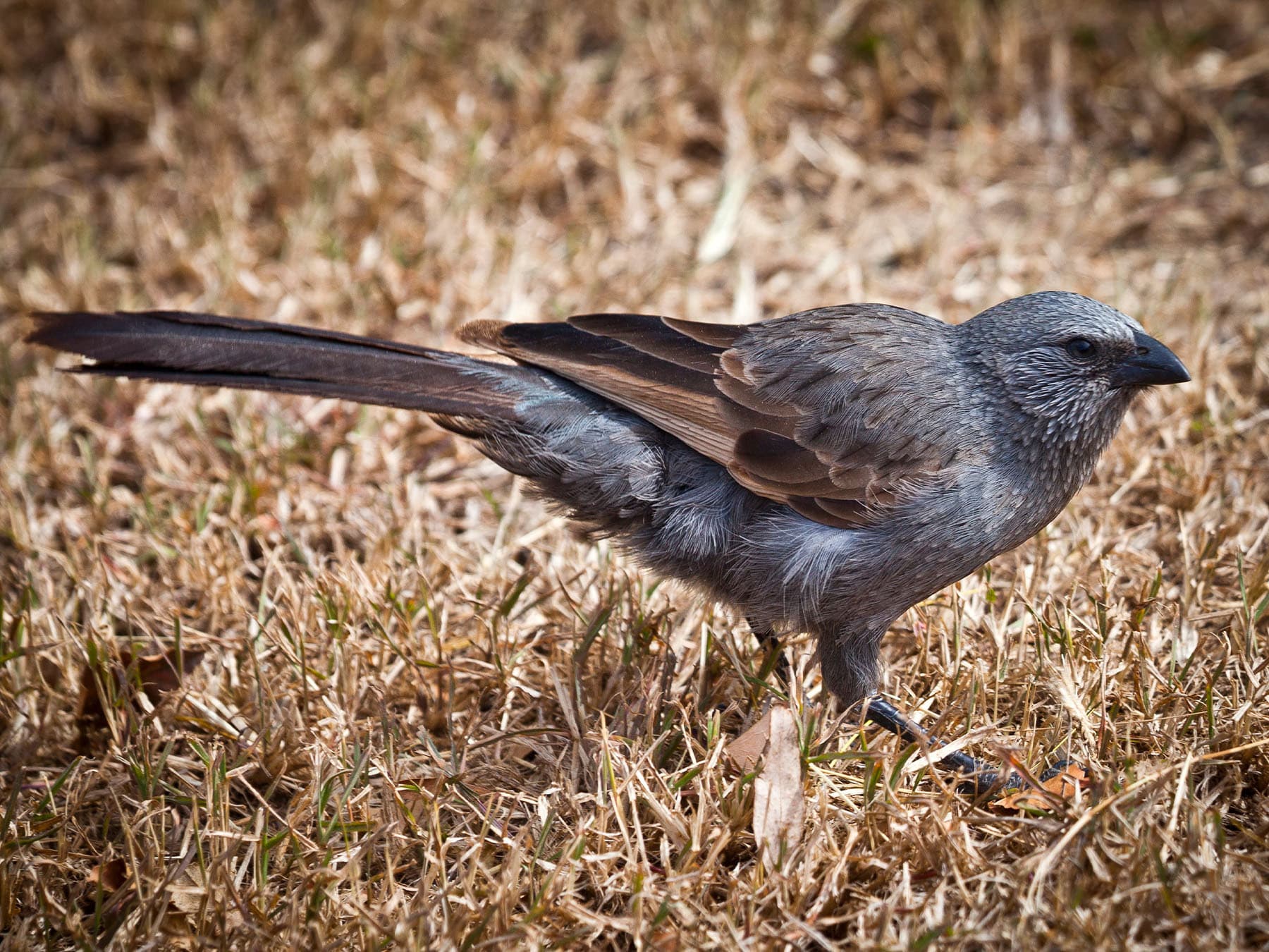 Apostlebird