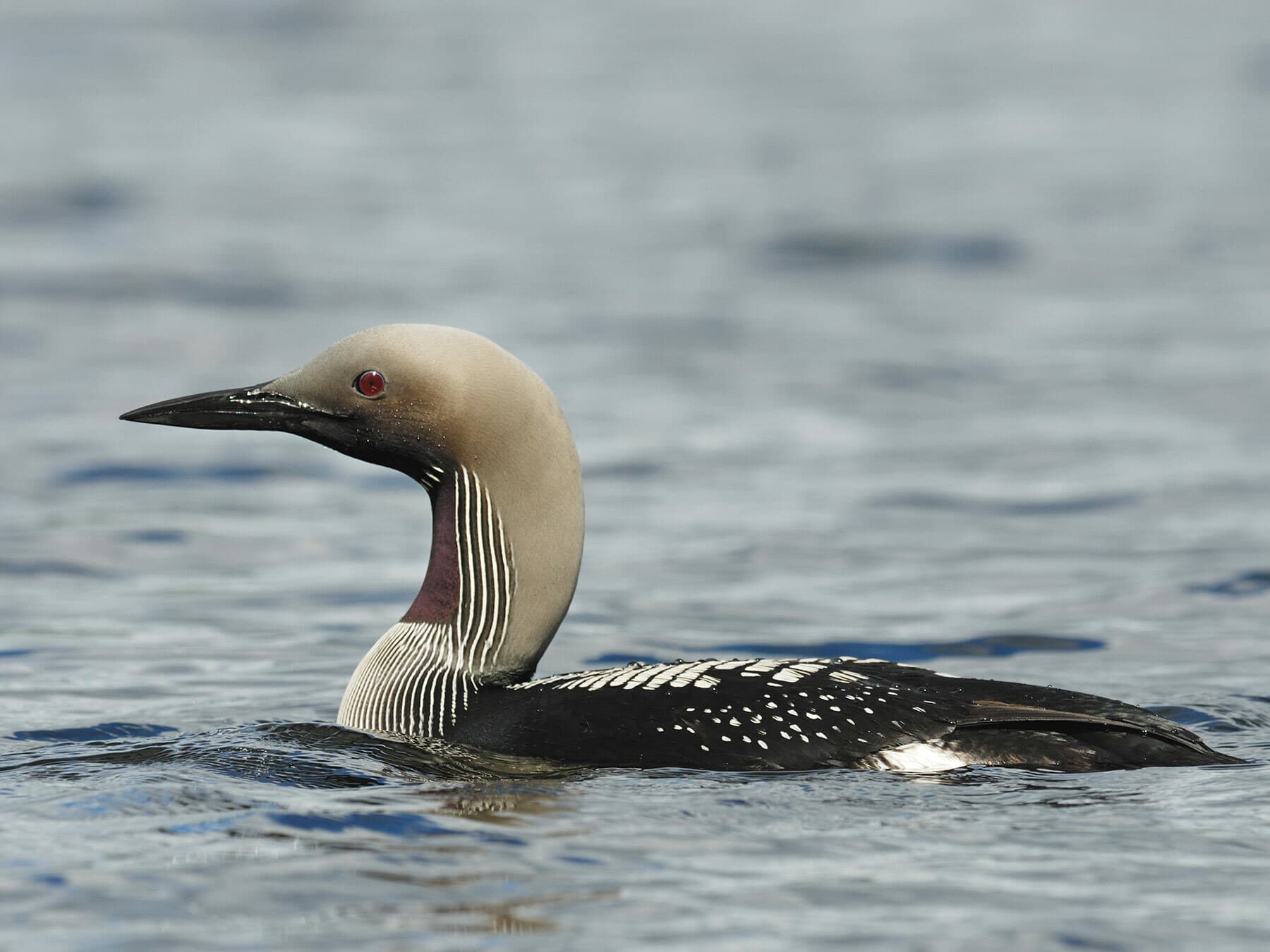 Arctic Loon