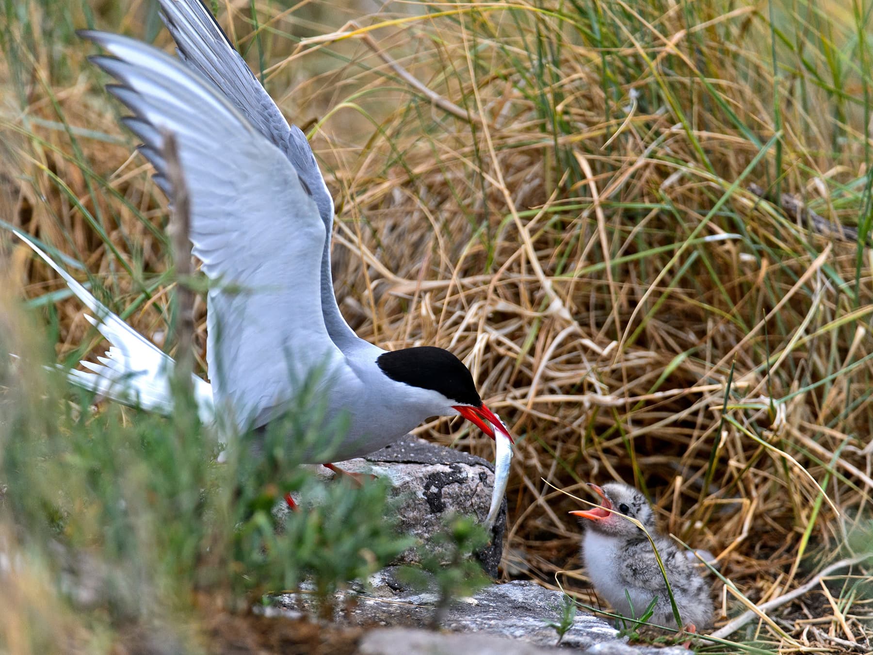 Adult Arctic Tern feeding its chick at the nest