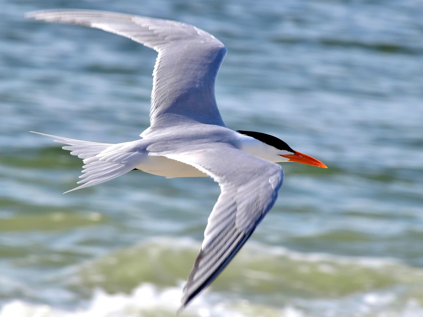 Arctic Tern in-flight during the breeding season