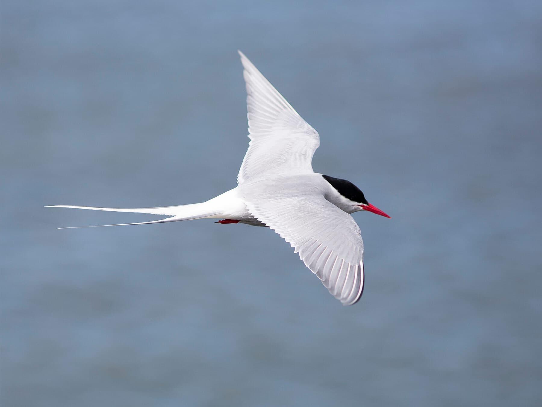 Arctic tern flight