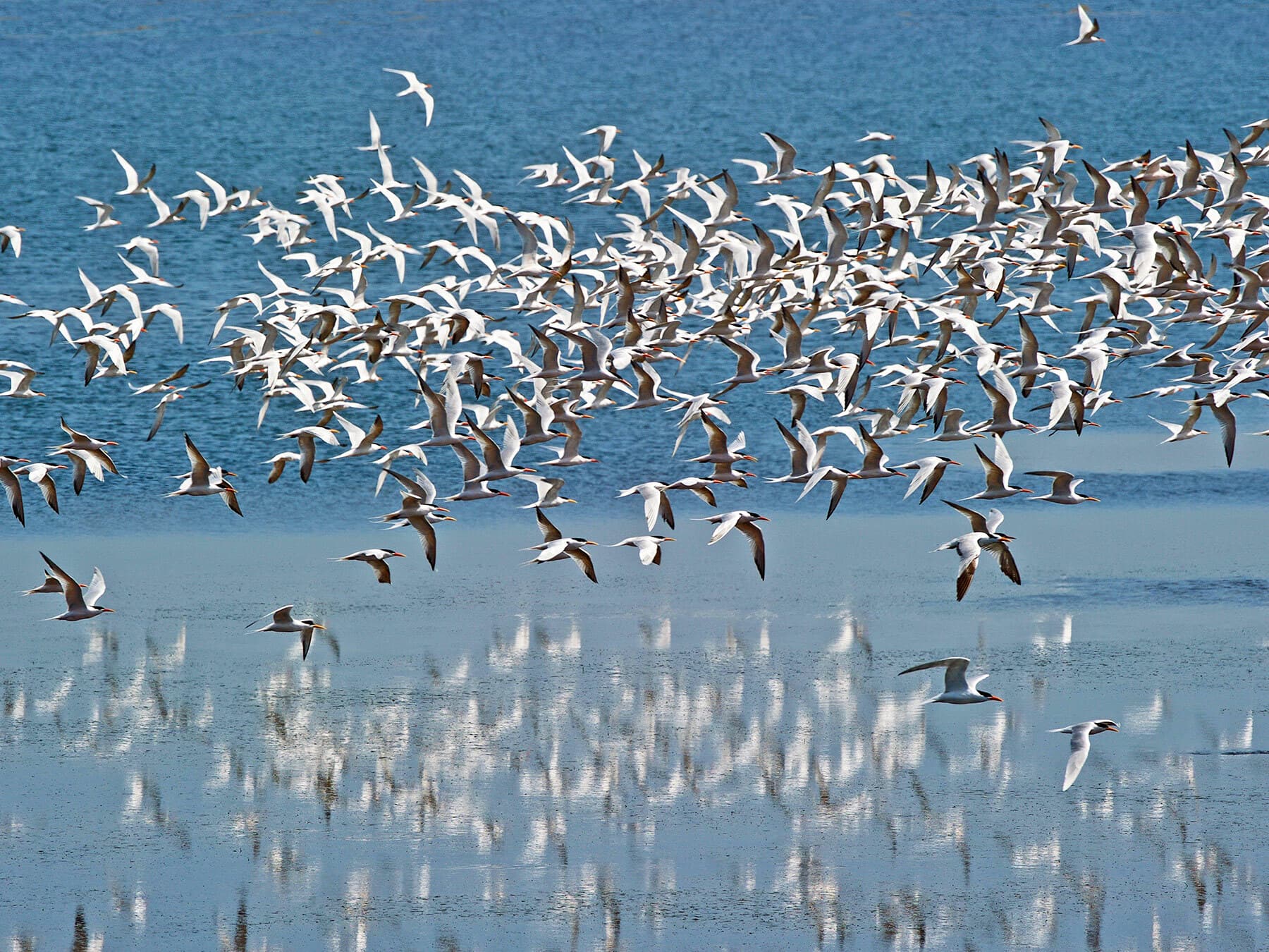 Arctic tern flock