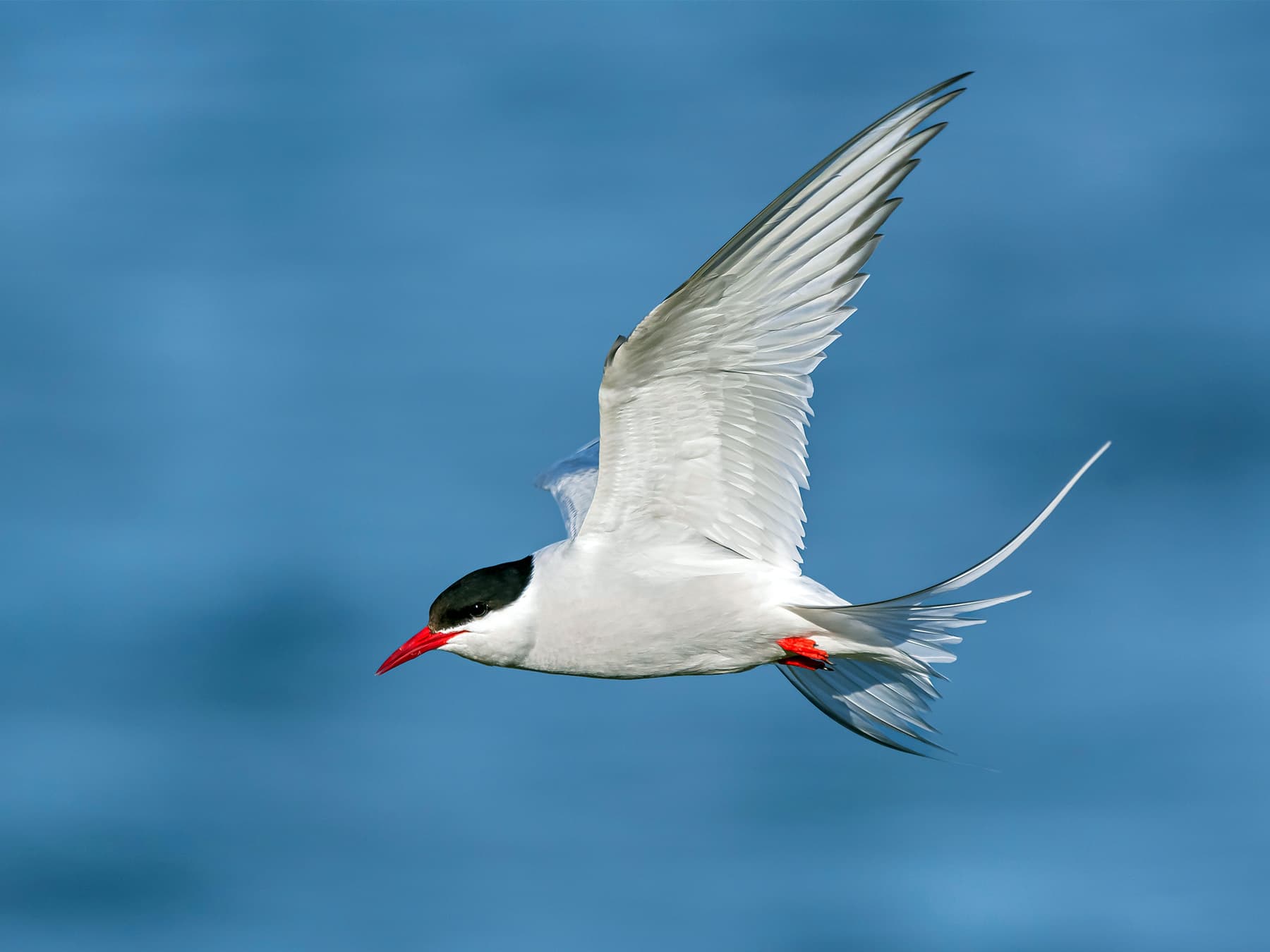 Arctic tern in flight over open water
