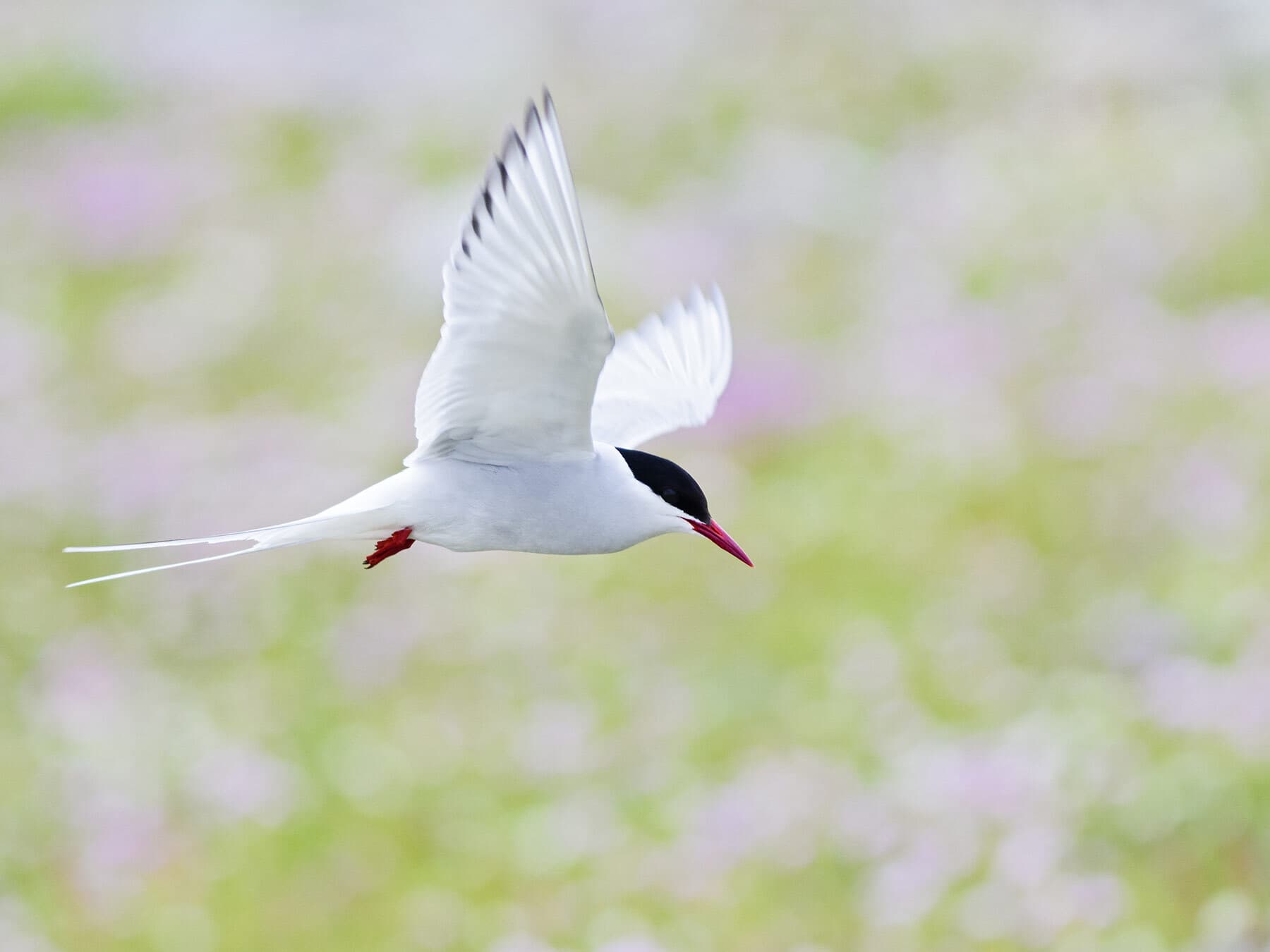 Arctic tern in flight