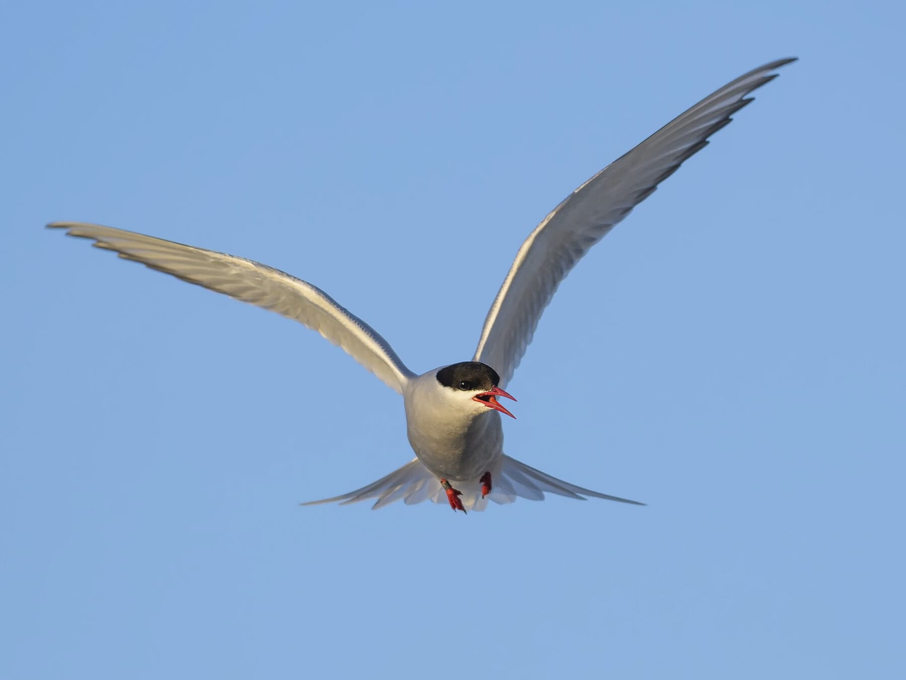 Arctic tern in the sky