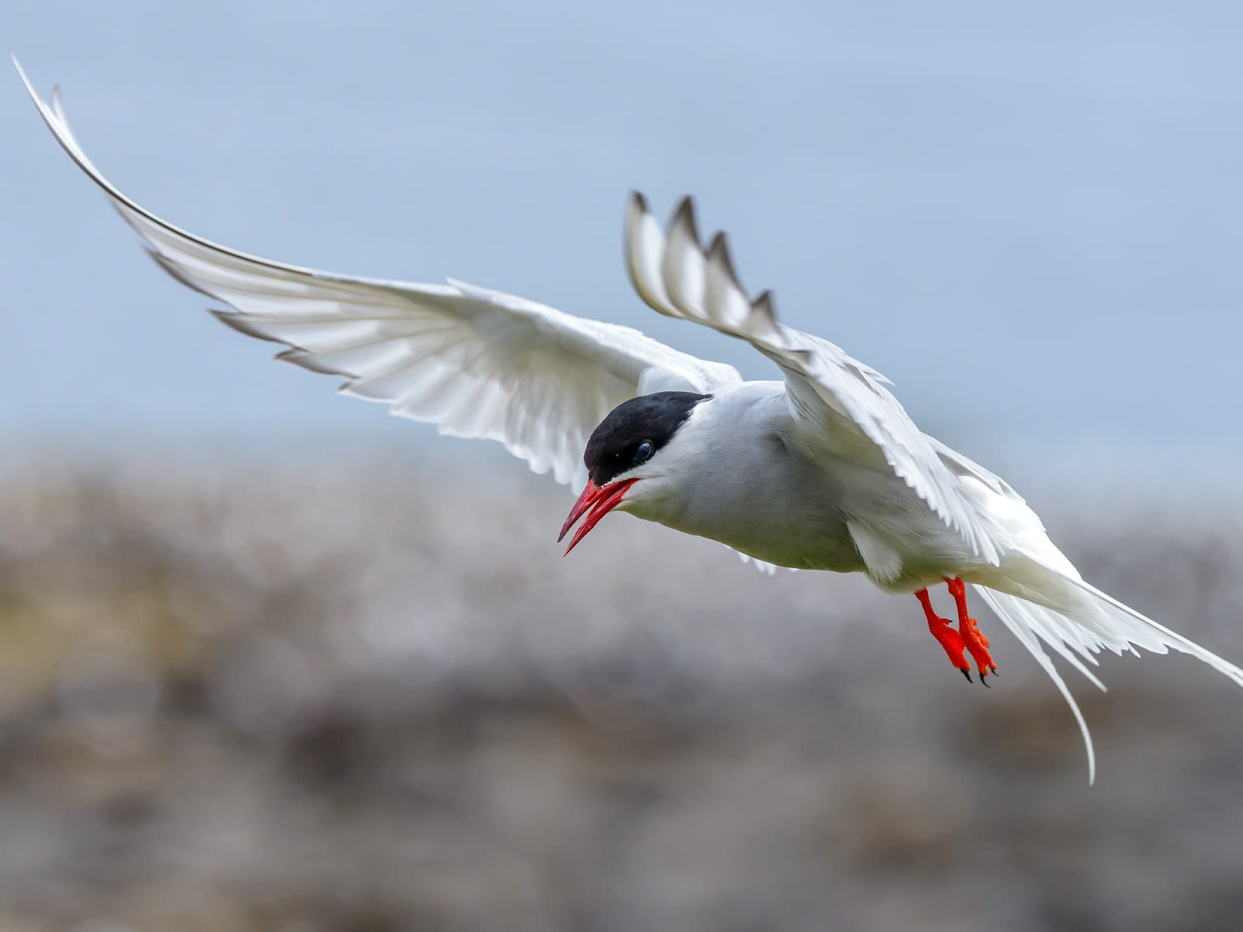 Arctic Tern