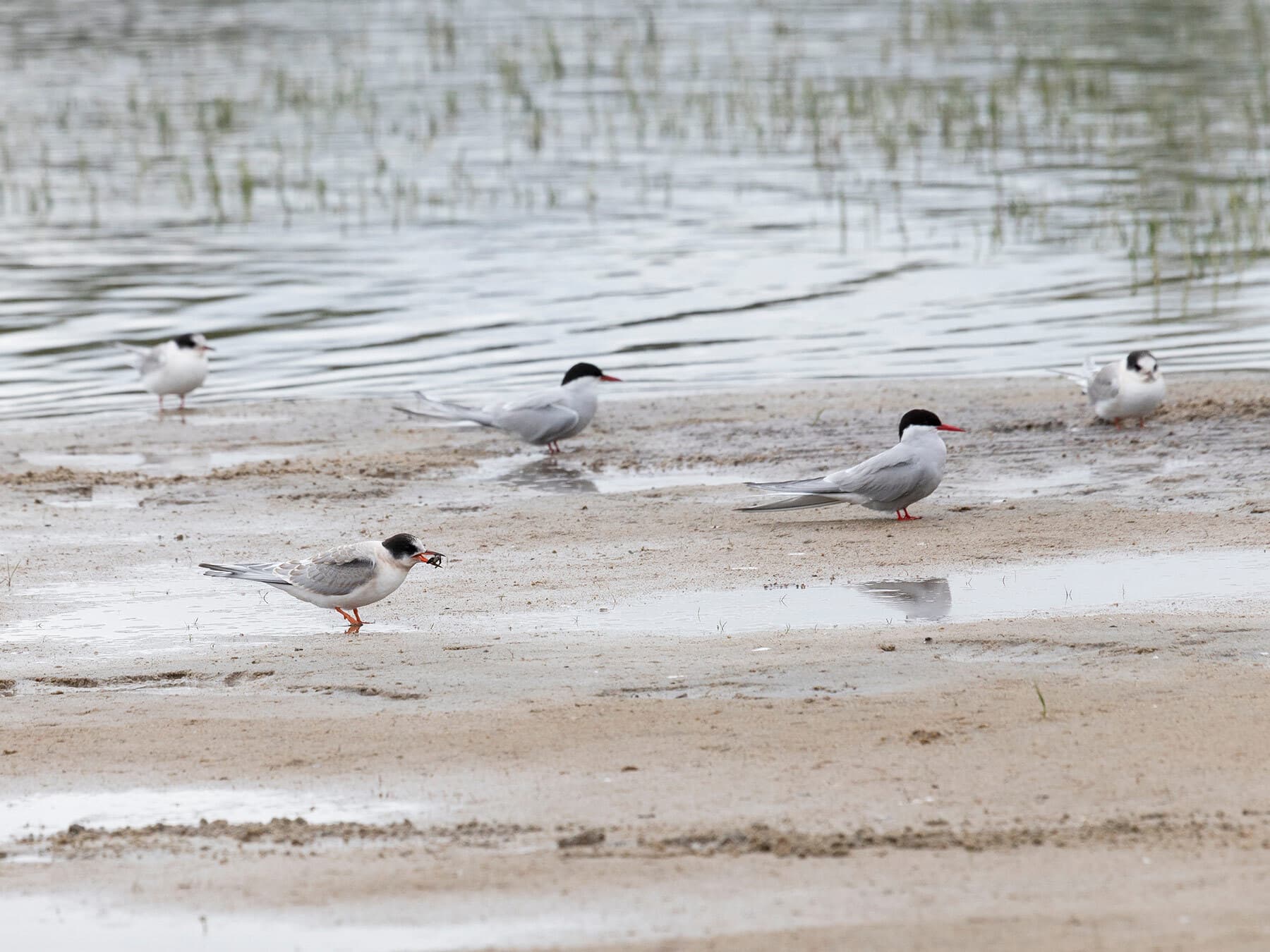 Arctic terns foraging
