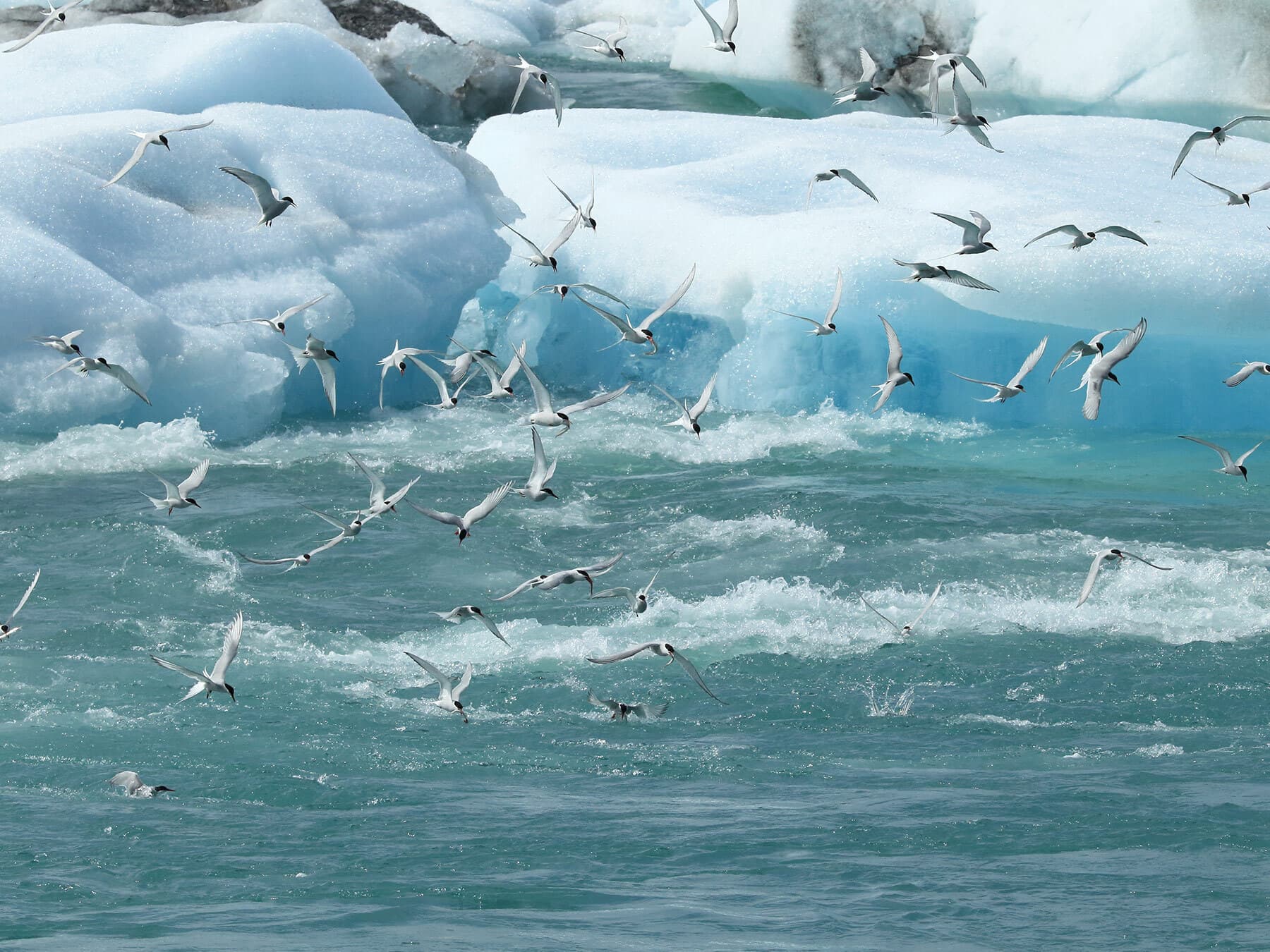 Arctic terns hunting