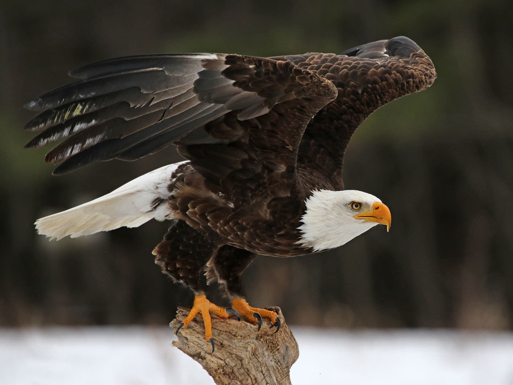 Are eagles dangerous