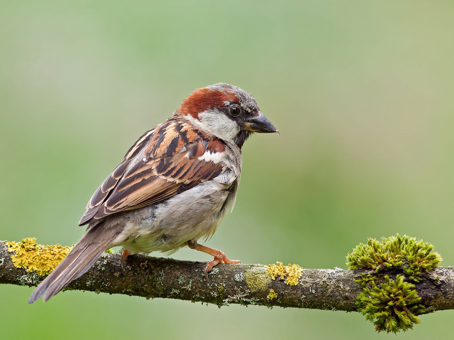 Are House Sparrows Invasive? What the Evidence Says