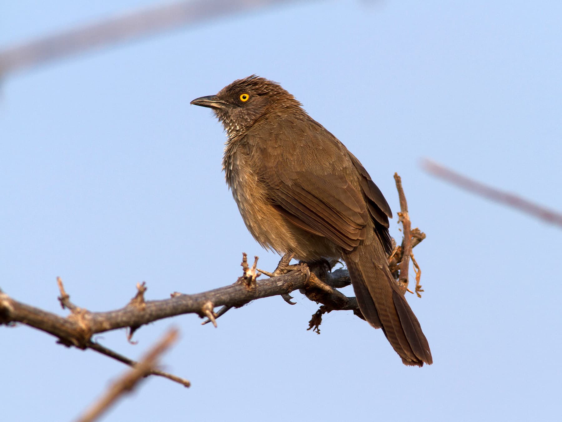 Arrow marked babbler perched on branch