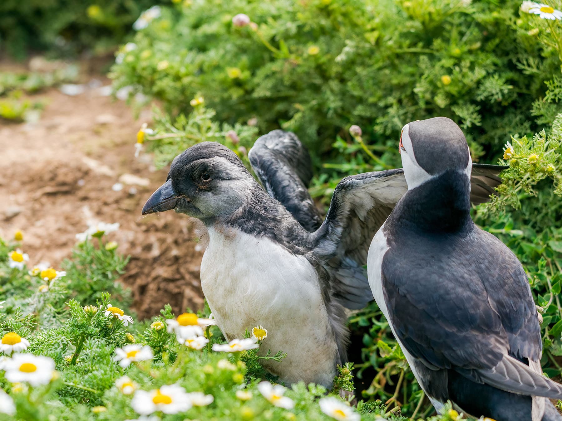 Atlantic puffin chick