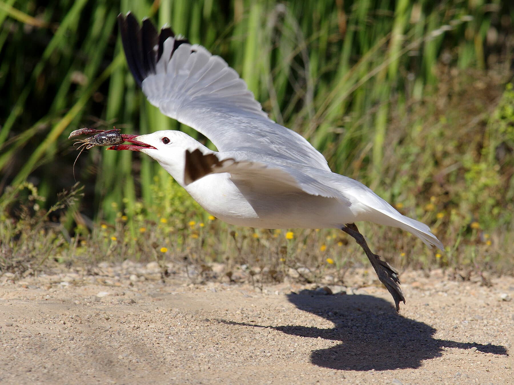 Audouin’s Gull taking off with food