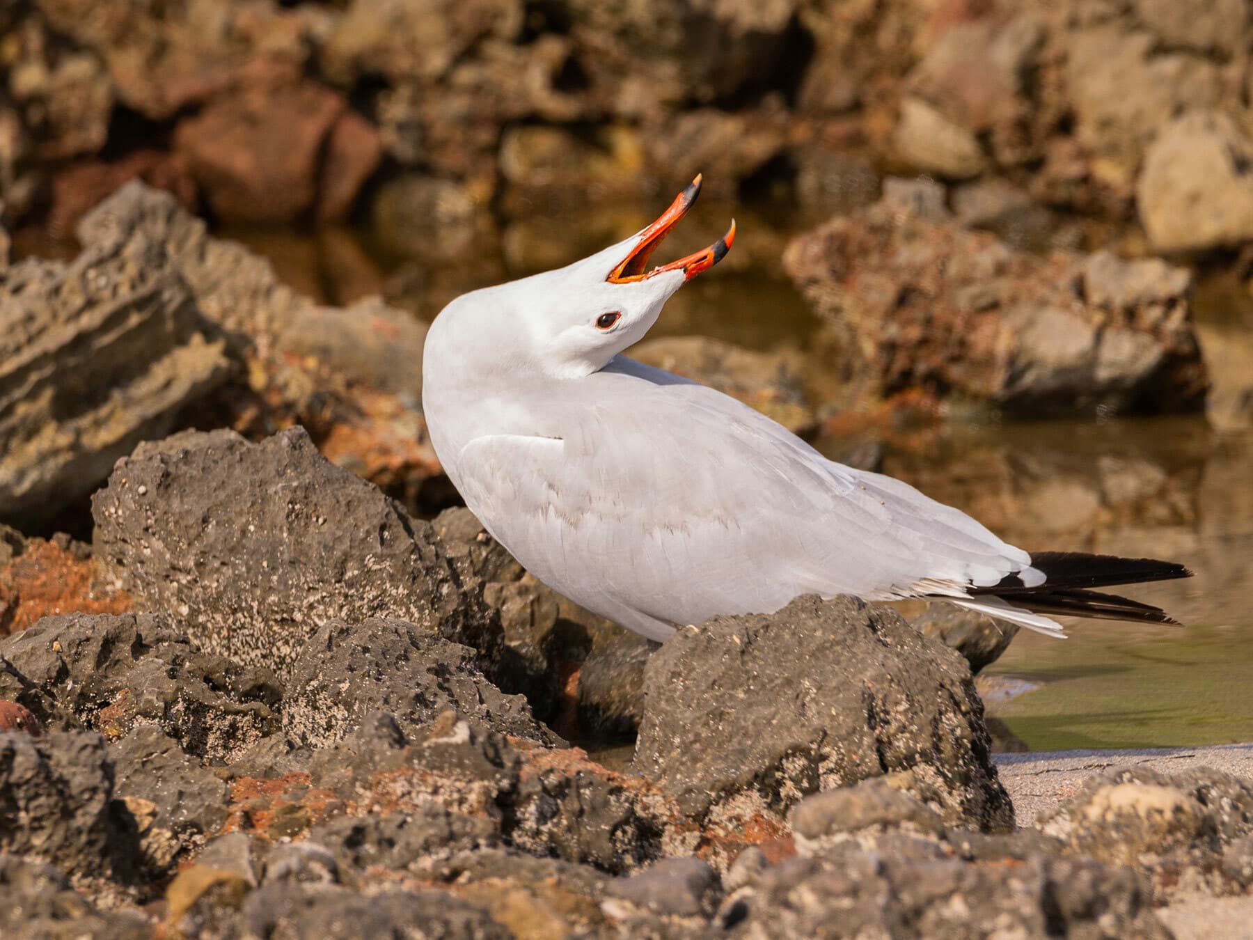 Audouin’s Gull calling
