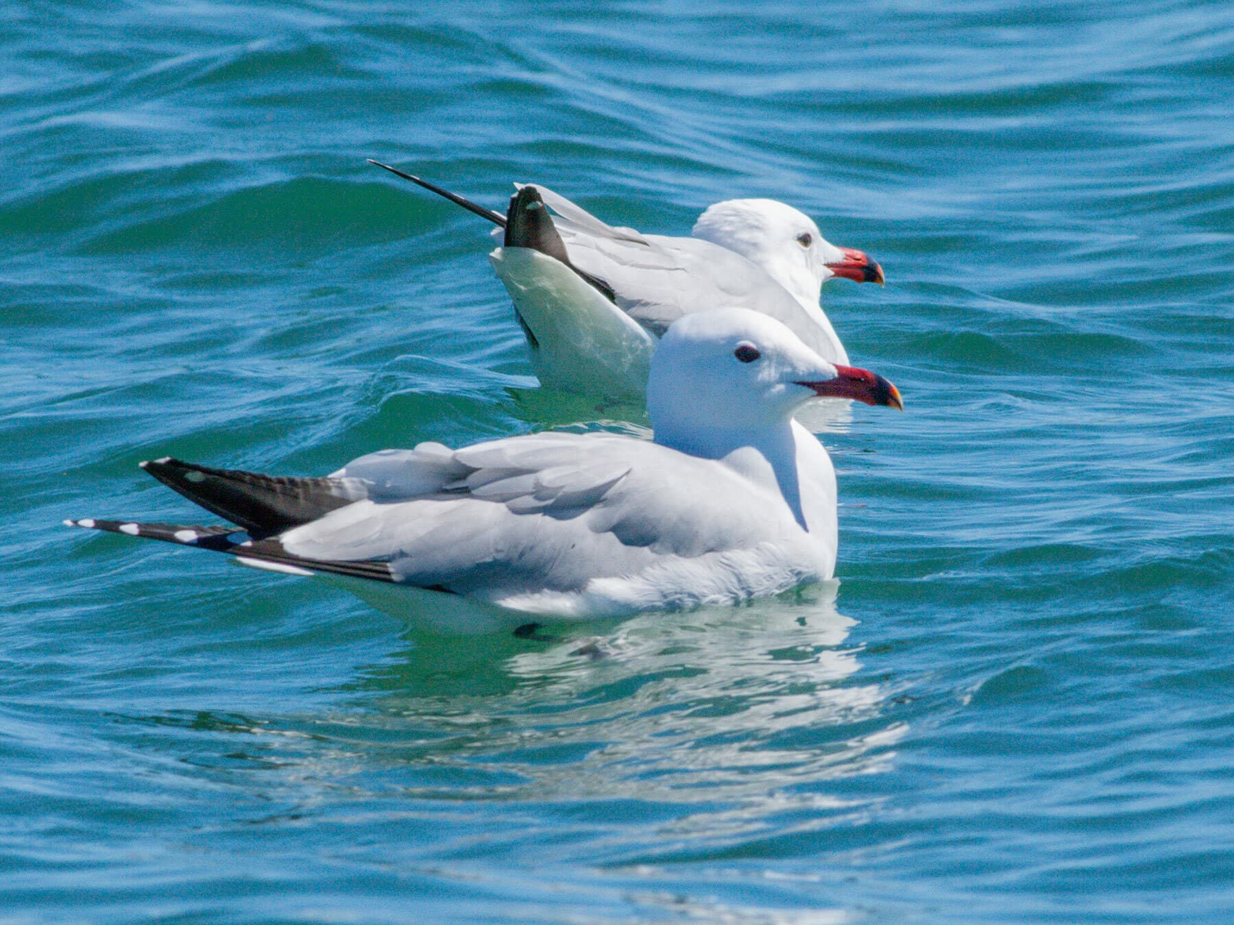 Audouin’s Gulls floating on the sea