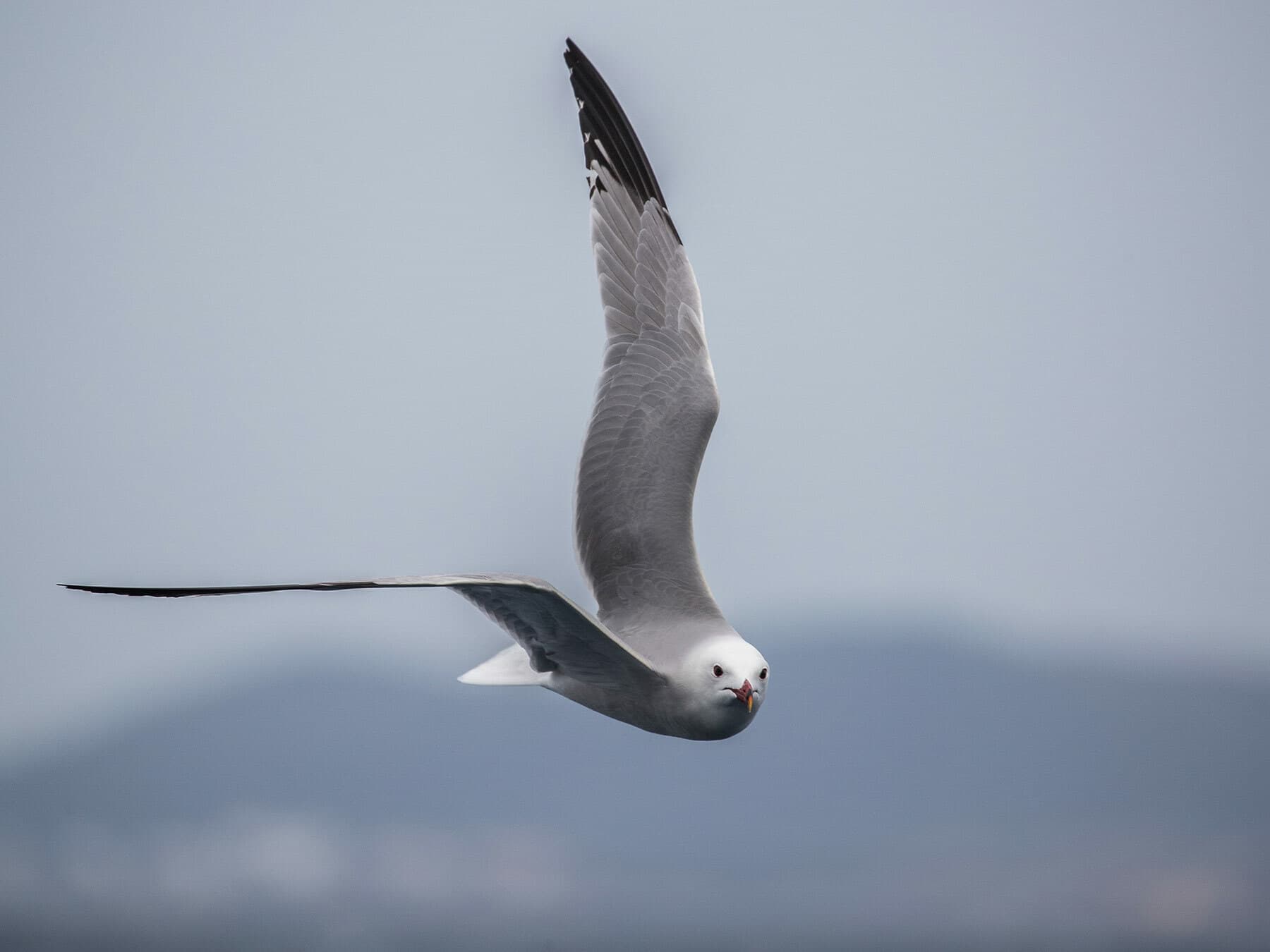 Audouin’s Gull in flight from above