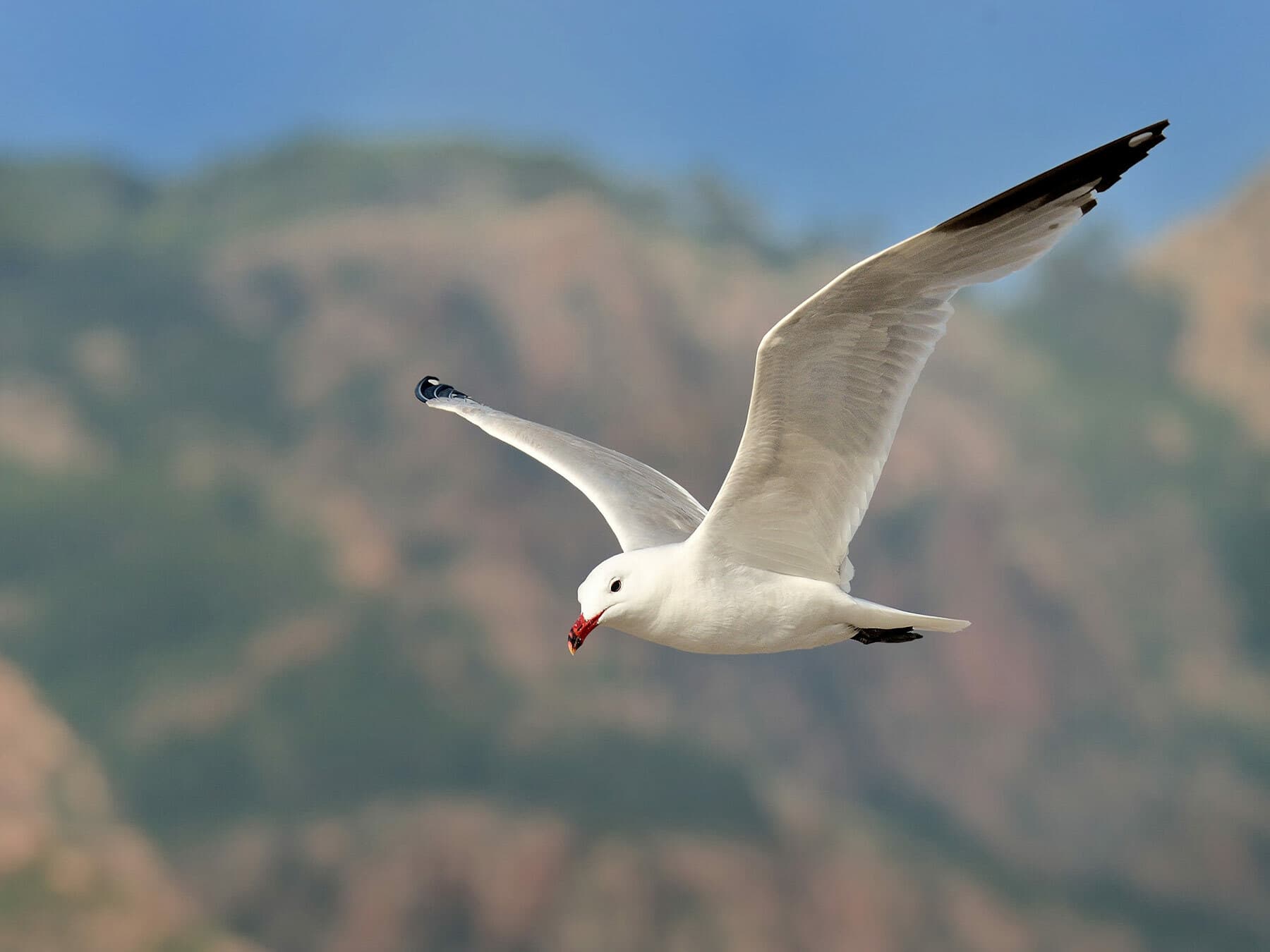 Audouin’s Gull in flight from below